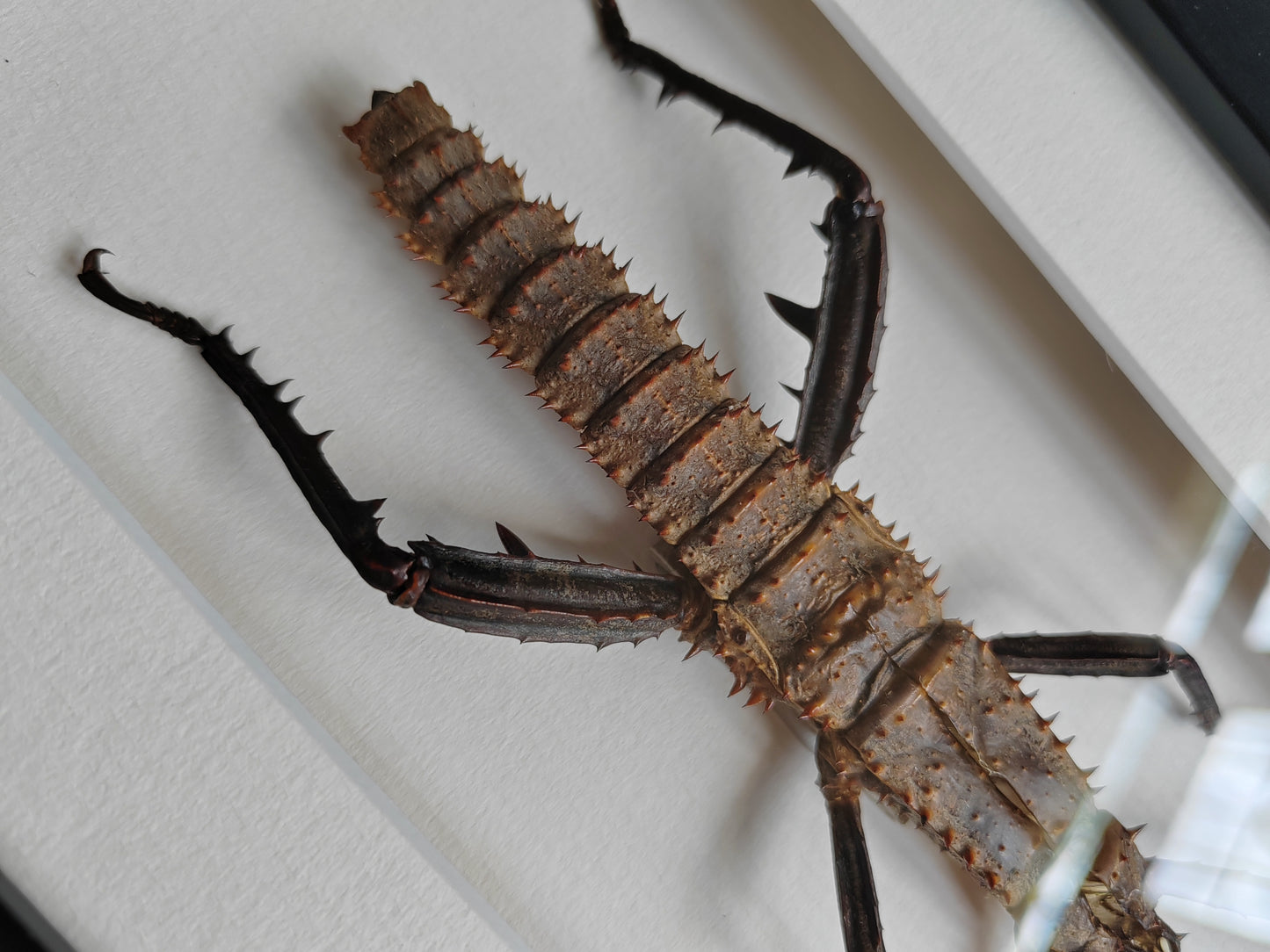 Framed Moult from Male Eurycantha horrida