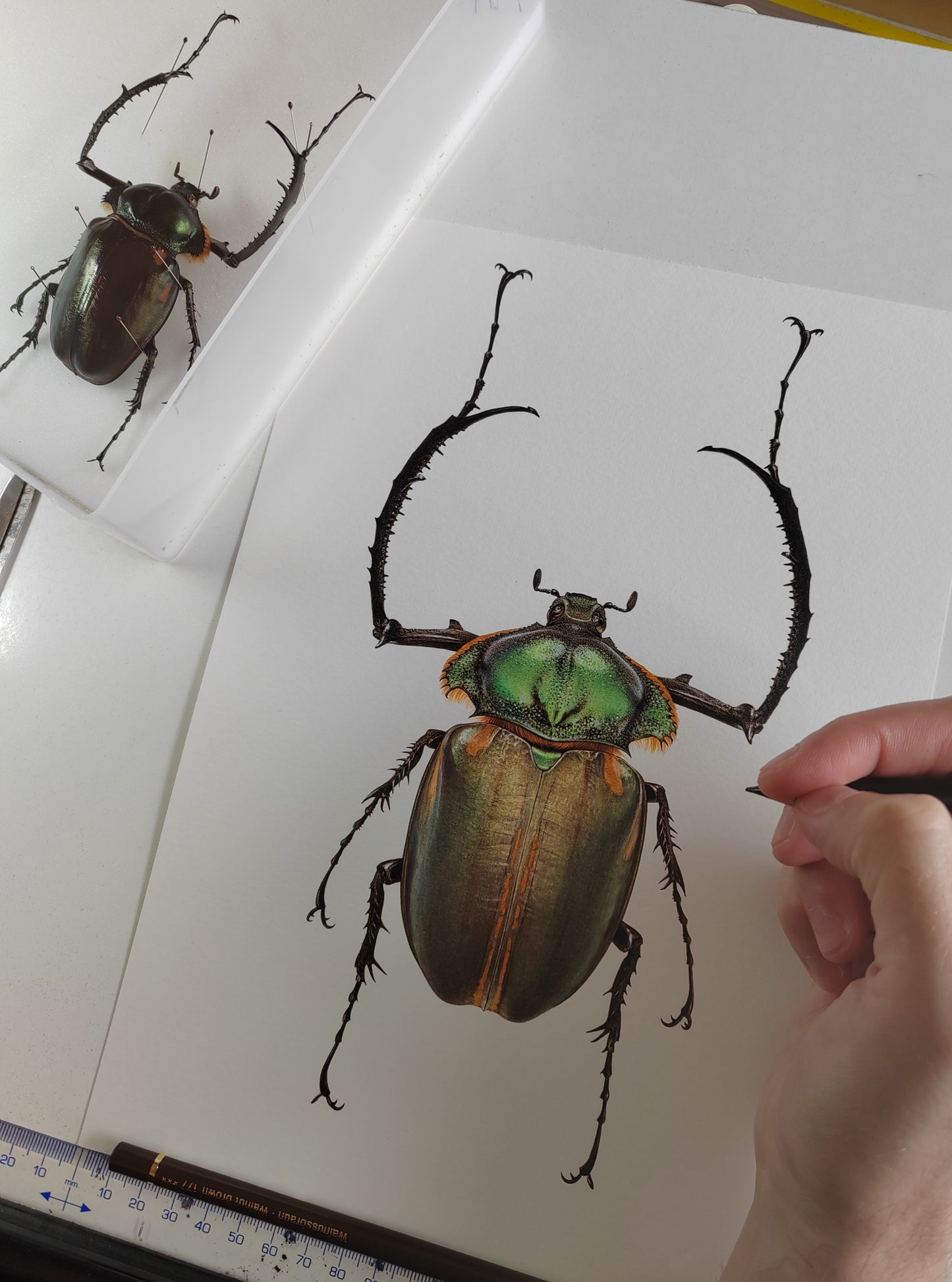Cheirotonus jansoni, Long armed scarab, A4 size limited edition art print