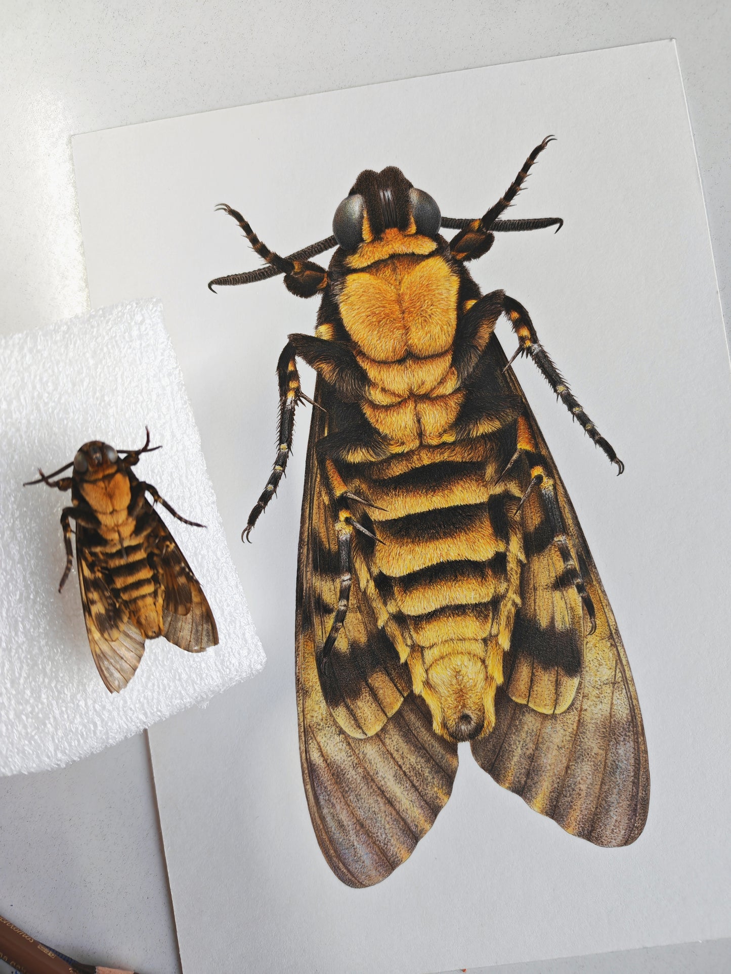 Death's Head Hawk Moth, ventral view A4 size limited edition art print