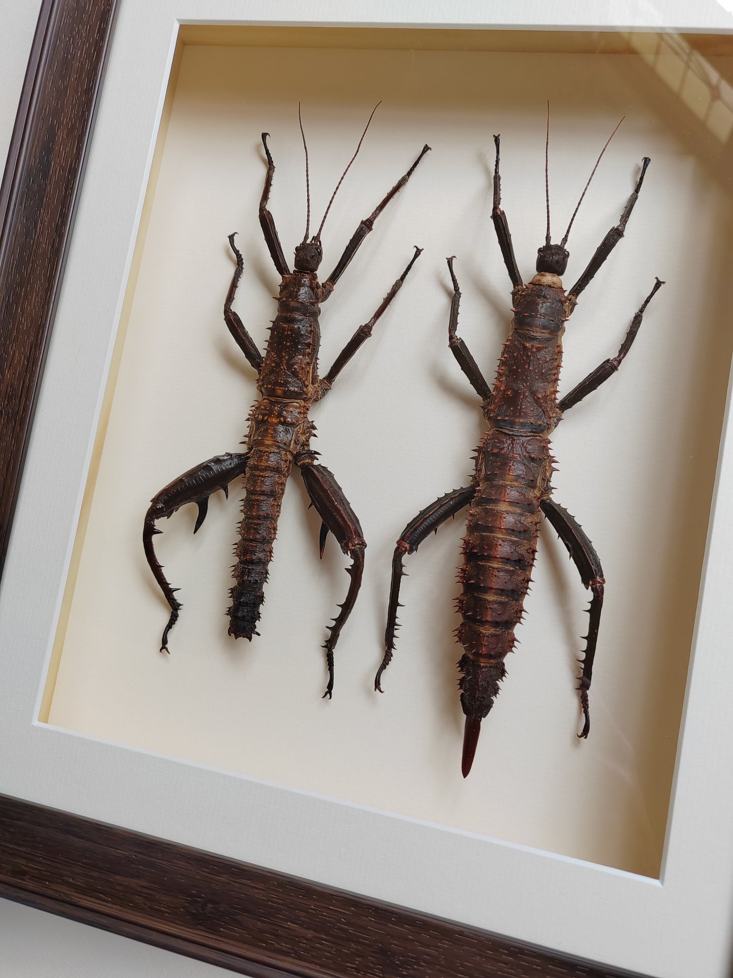 Framed Eurycantha horrida male & female XL real specimens