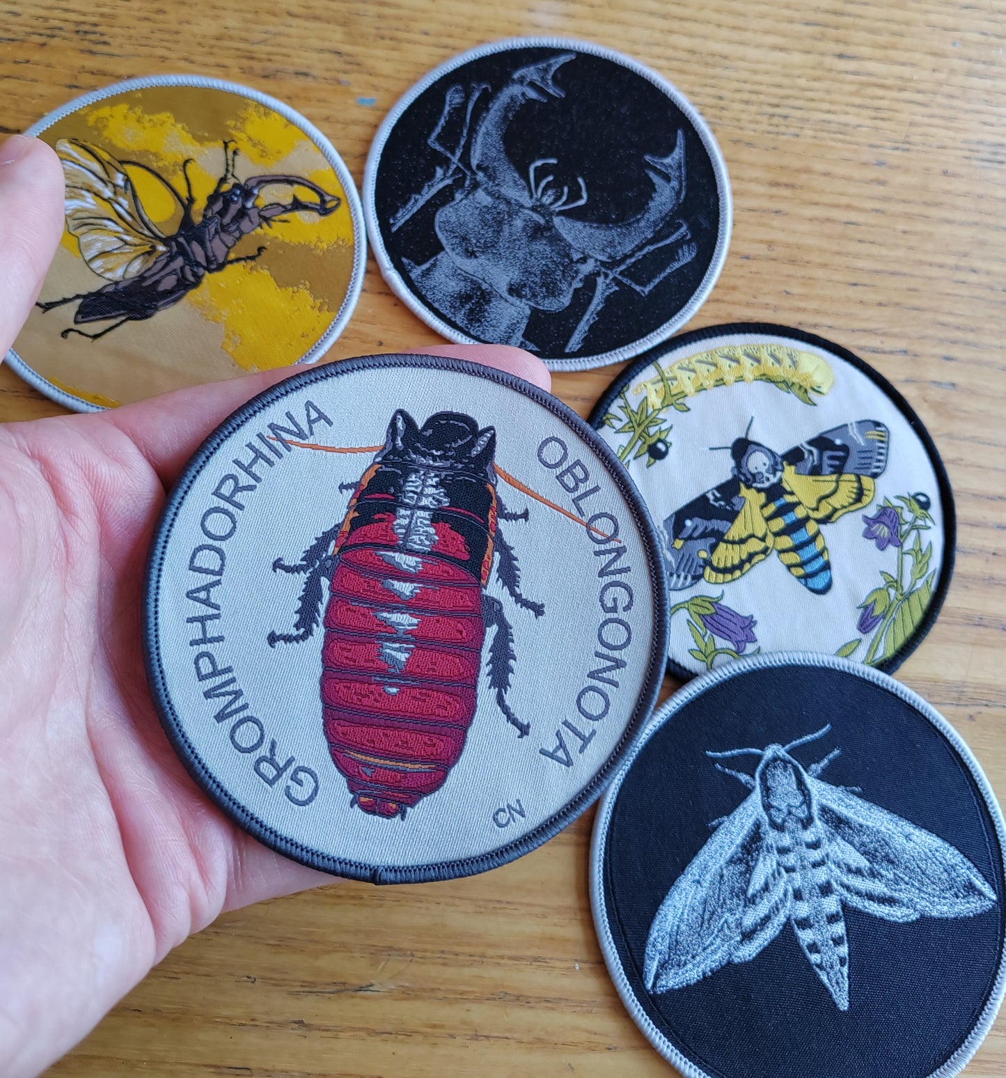 Sew on patch - Gromphadorhina oblongonota, wide horn hissing cockroach