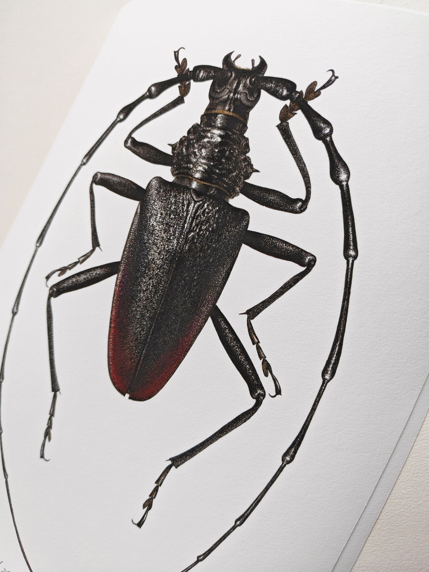 Cerambyx cerdo, Capricorn Beetle, A4 size limited edition art print