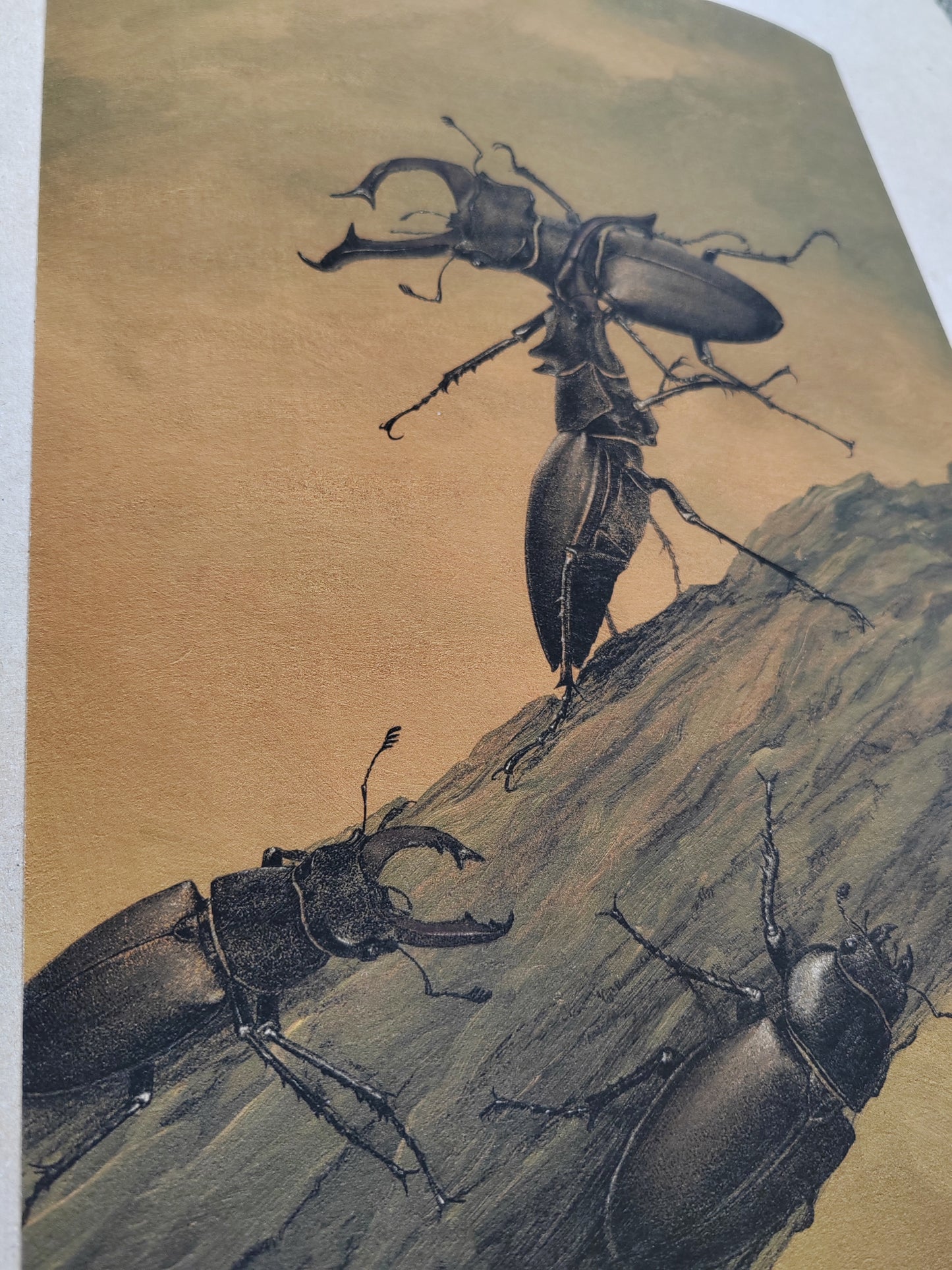 Fighting Stag Beetles, Lucanus cervus, limited edition art print A4 size