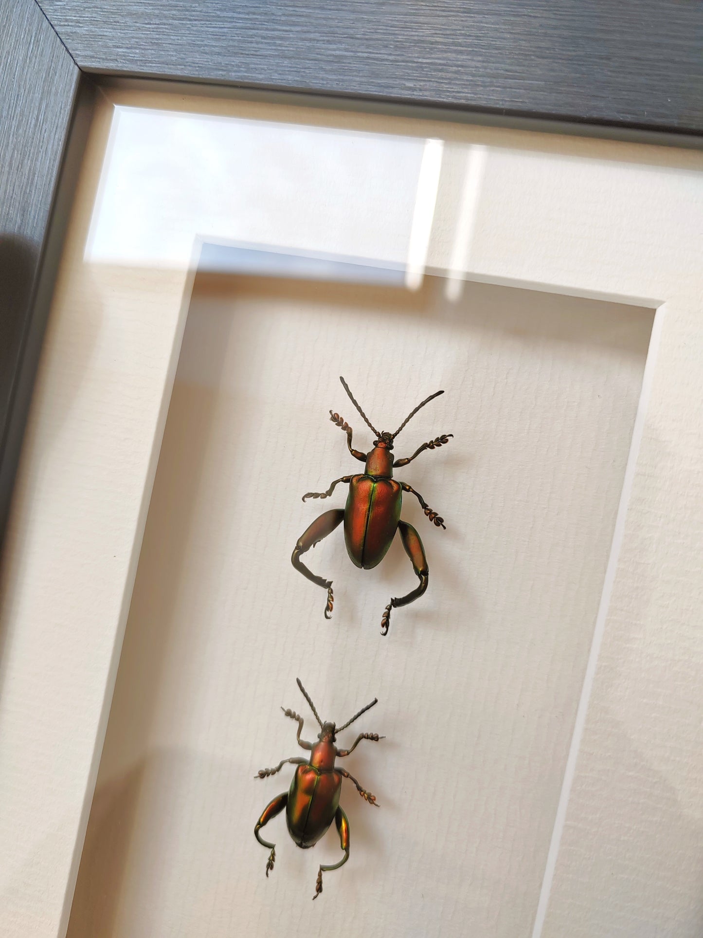 Sagra femoralis frog legged beetle, male & female pair real specimens framed