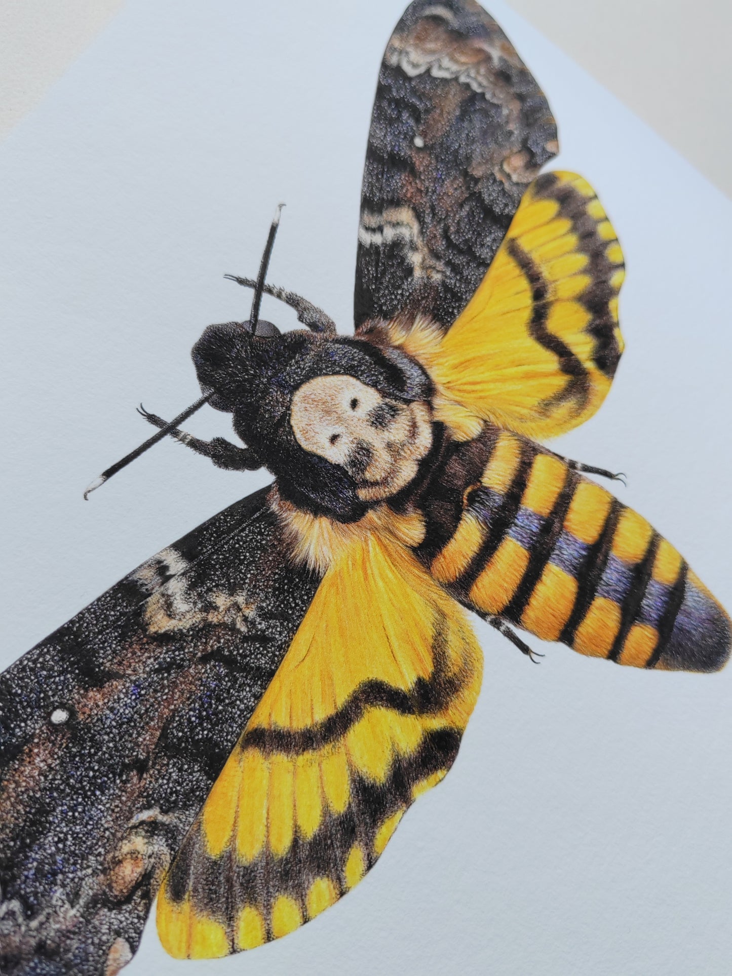 Death's head hawk moth Acherontia atropos, A4 size limited edition art print