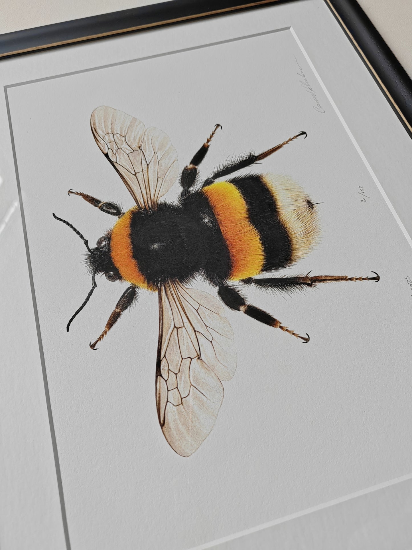 Bombus terrestris Queen Buff-tailed Bumblebee framed limited edition art print