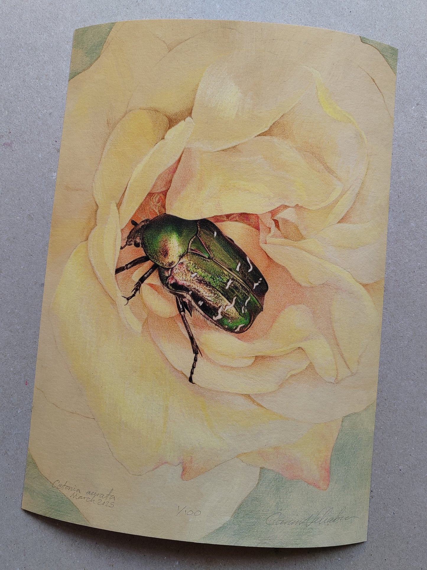 Rose Chafer, Cetonia aurata, in rose. Limited edition art print A4 size