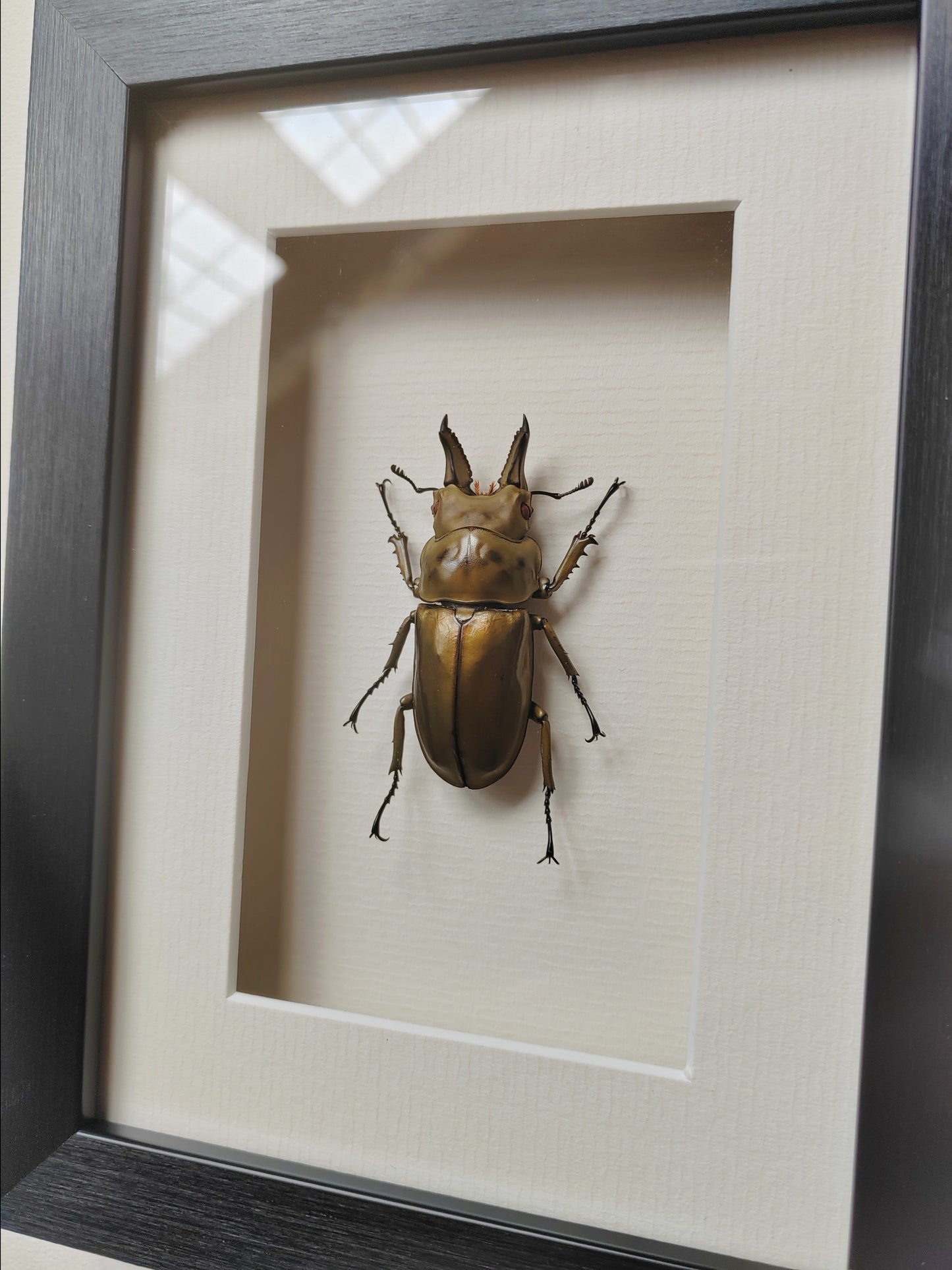Allotopus rosenbergi, Golden Stag Beetle, male. Real framed specimen