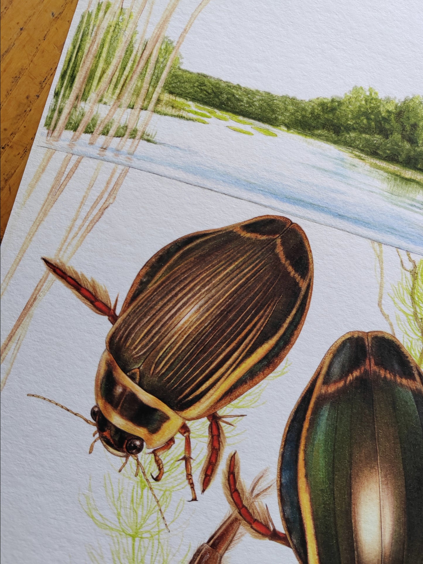 Dytiscus lattisimus, giant Great Diving Beetle A4 size limited edition art print