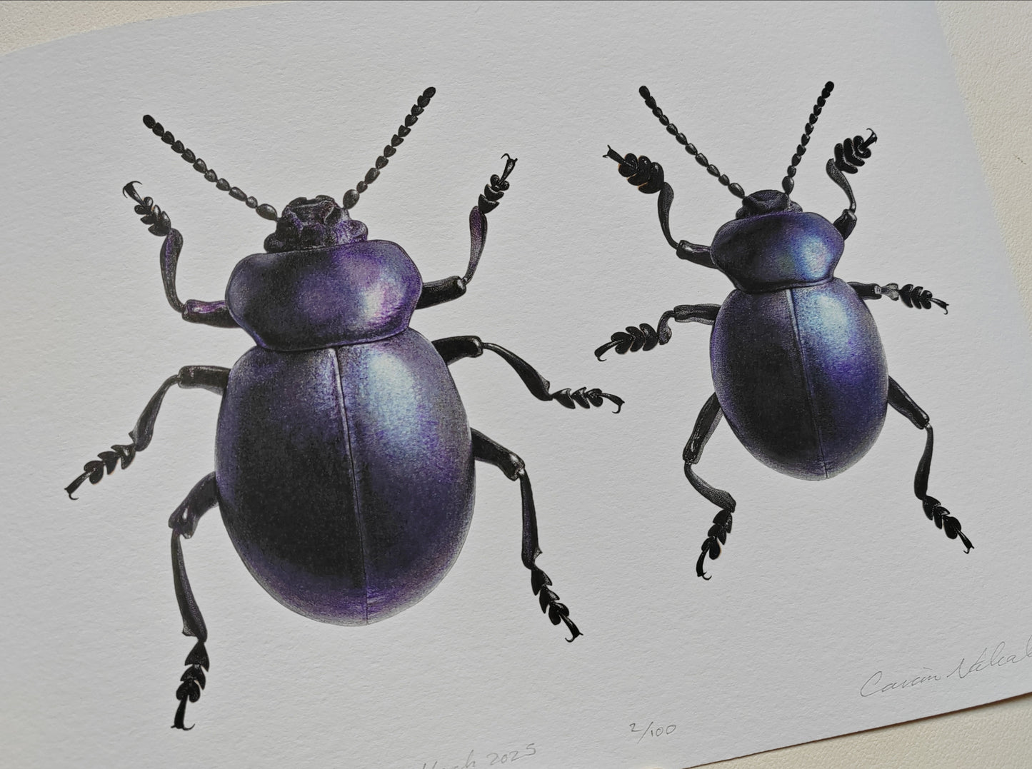 Bloody Nosed Beetle, Female & Male Timarcha tenebricosa. Limited edition art print A4 size