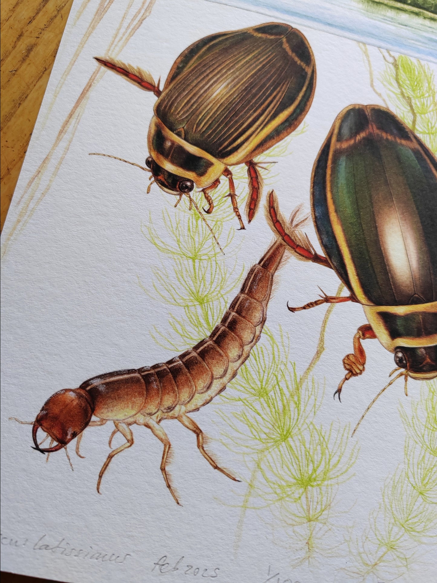 Dytiscus lattisimus, giant Great Diving Beetle A4 size limited edition art print