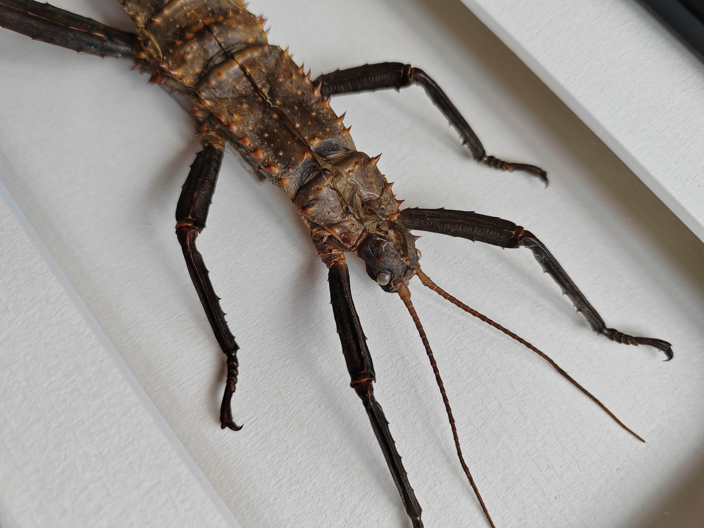 Framed Moult from Male Eurycantha horrida