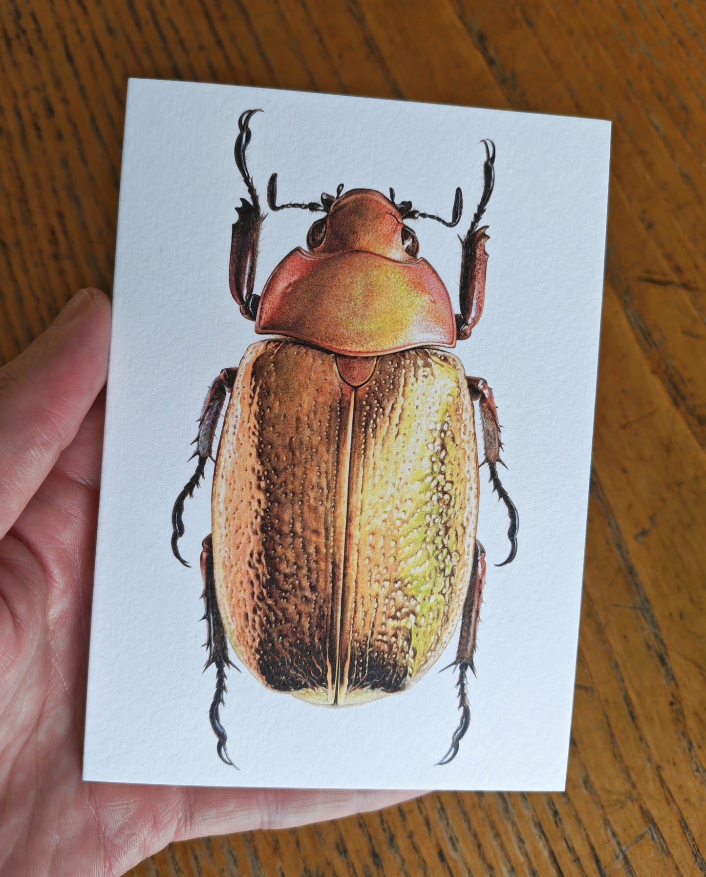 Chrysina boucardi Gold Form, jewel scarab greetings card