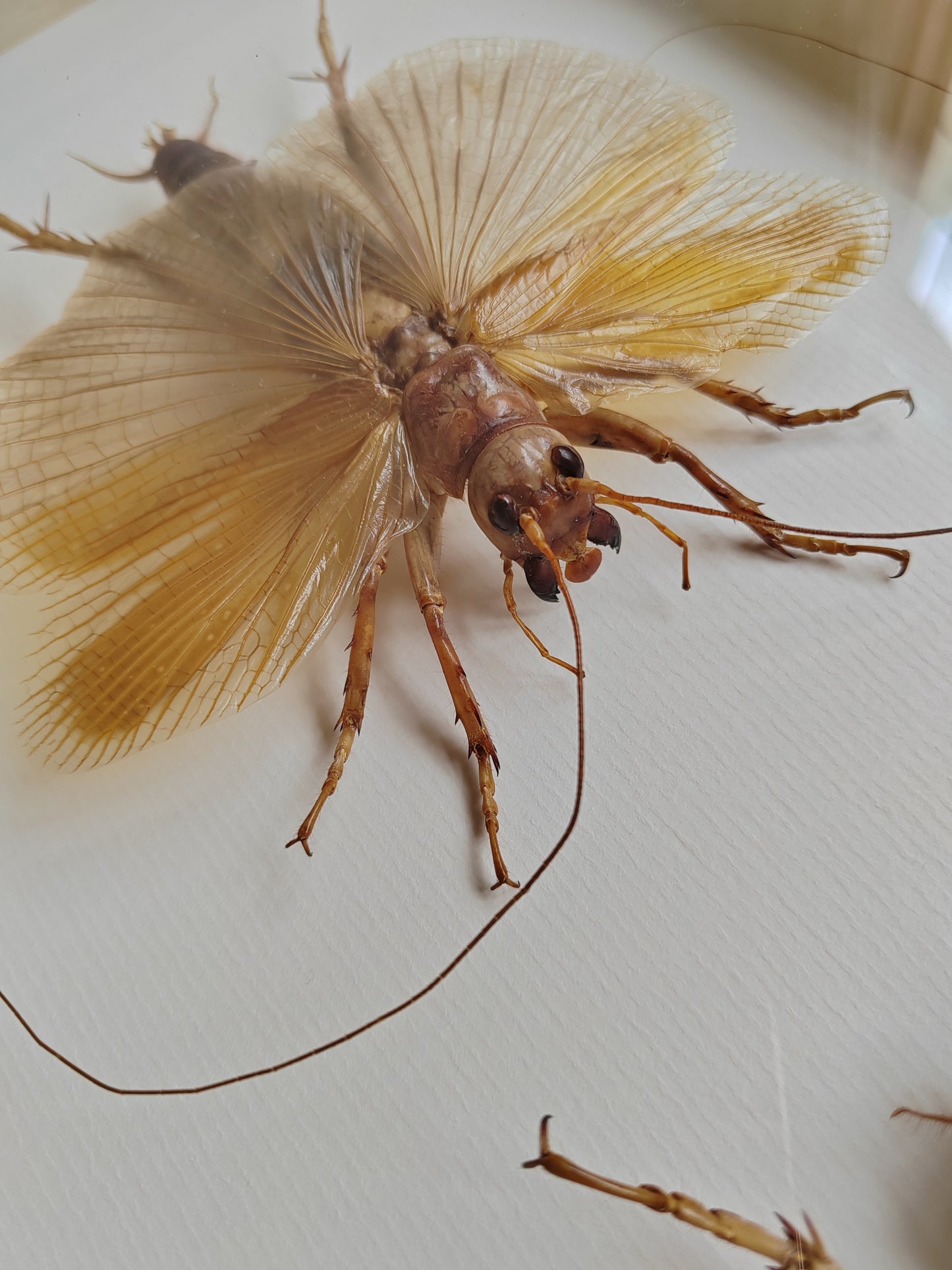 Sia ferox - Bulldog Raspy Cricket, real framed specimens male & female pair