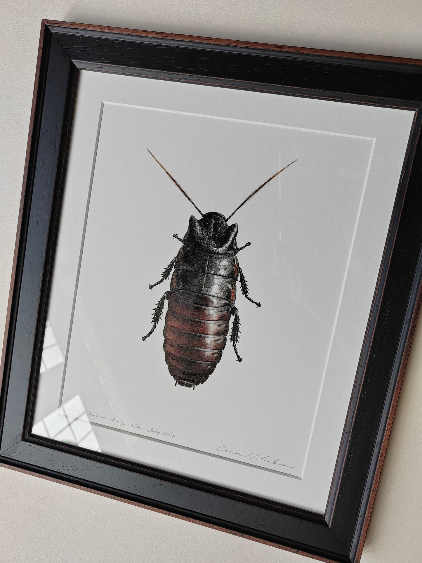 Framed Original Artwork - Gromphadorhina oblongonota, Wide Horn Hissing Cockroach
