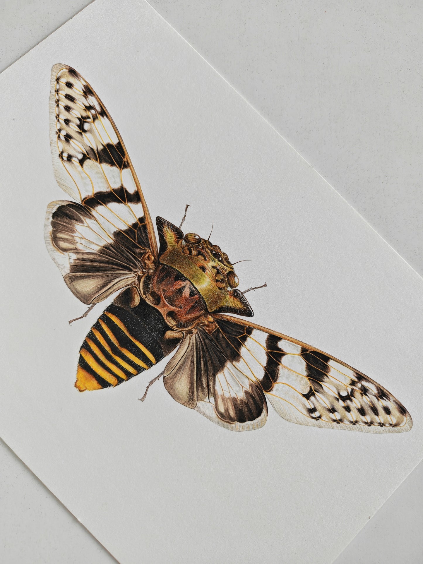 Ioba leopardina, Leopard cicada, framed original artwork.