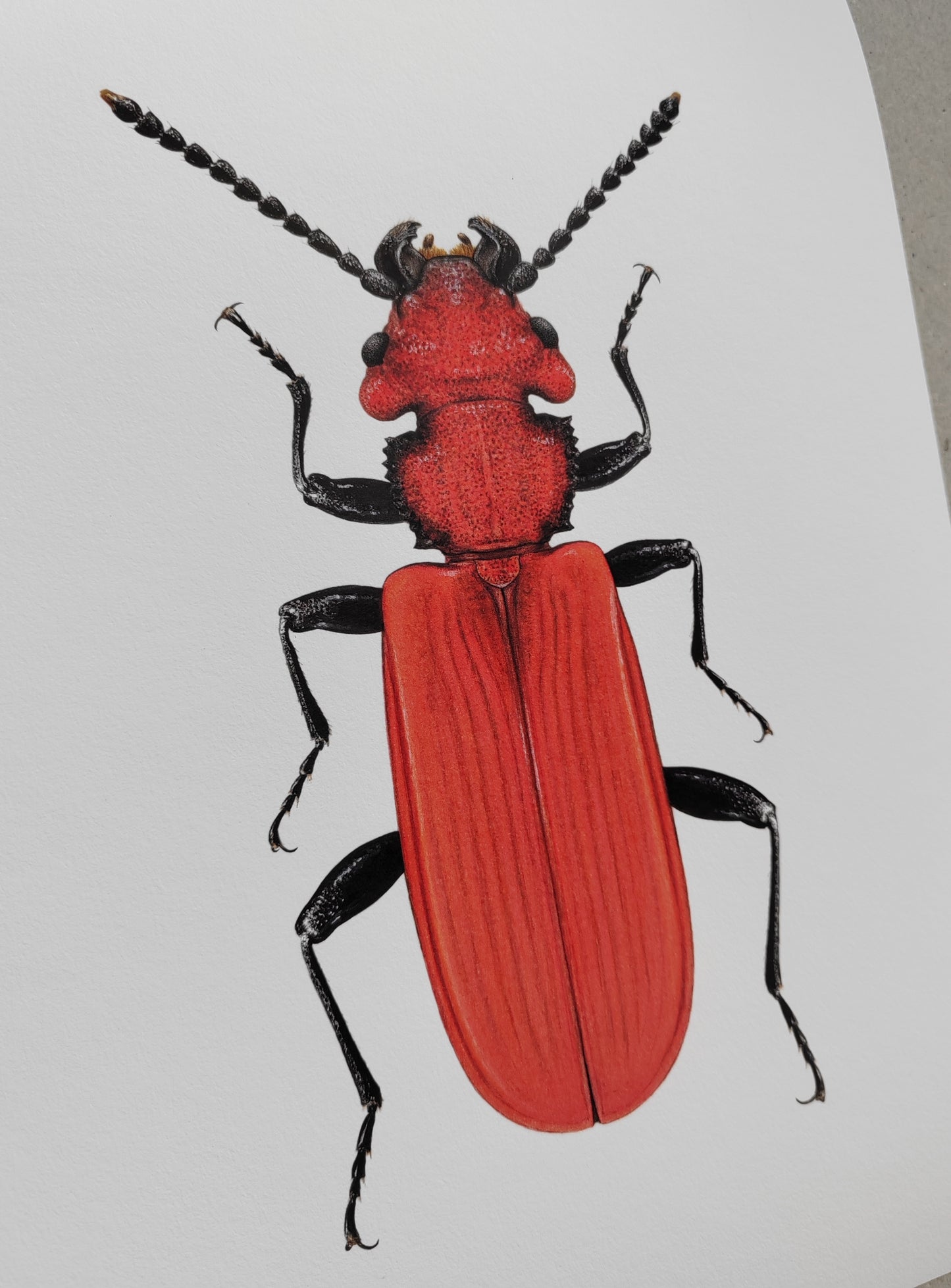 Cucujus cinnaberinus, flat bark beetle A4 size limited edition art print