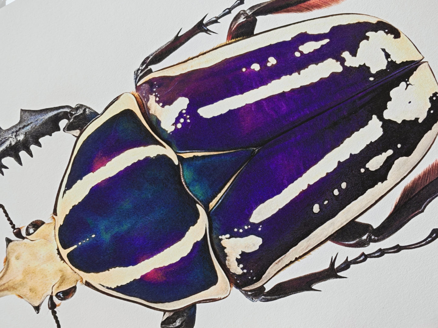 Mecynorrhina torquata ugandensis, A4 size limited edition art print