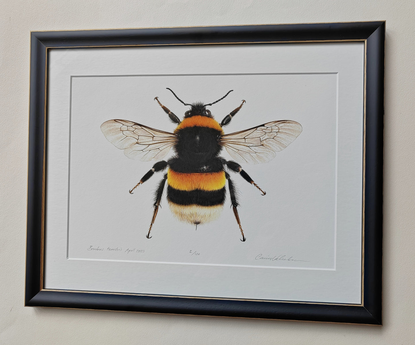 Bombus terrestris Queen Buff-tailed Bumblebee framed limited edition art print