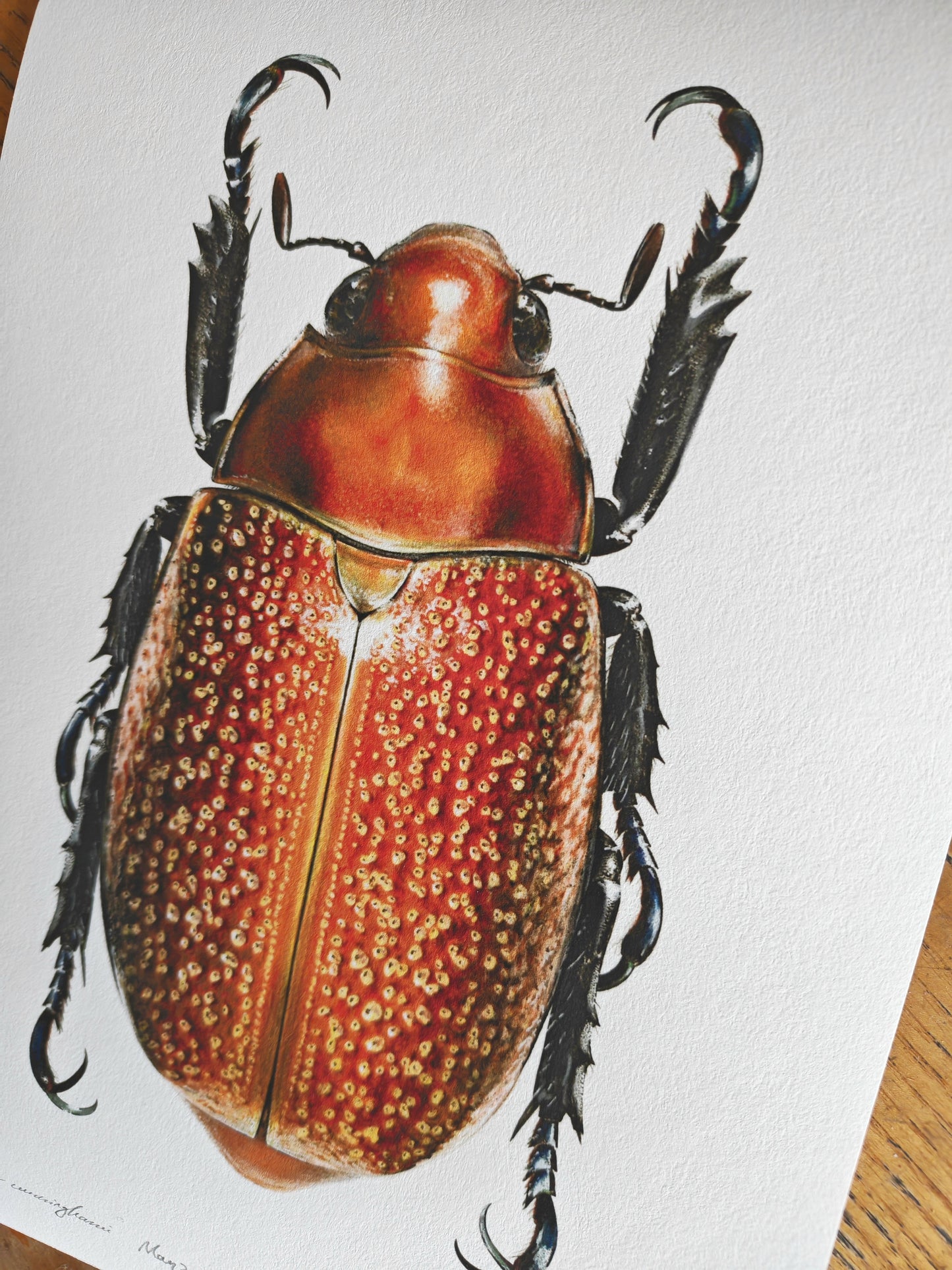Chrysina cunninghami - limited edition art print, Jewel Scarab. A4 size