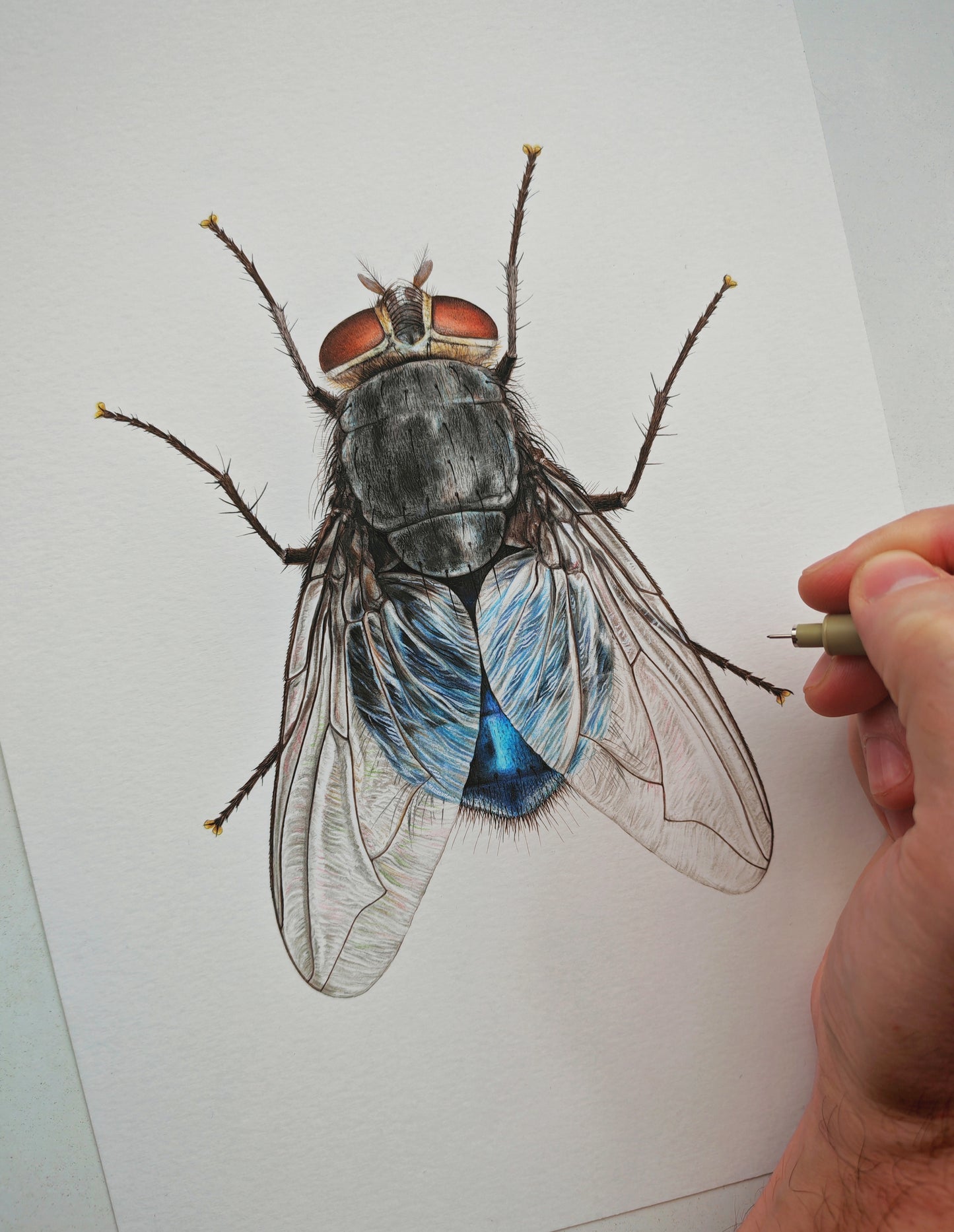 Calliphora vomitoria, Bluebottle fly, A4 size limited edition art print