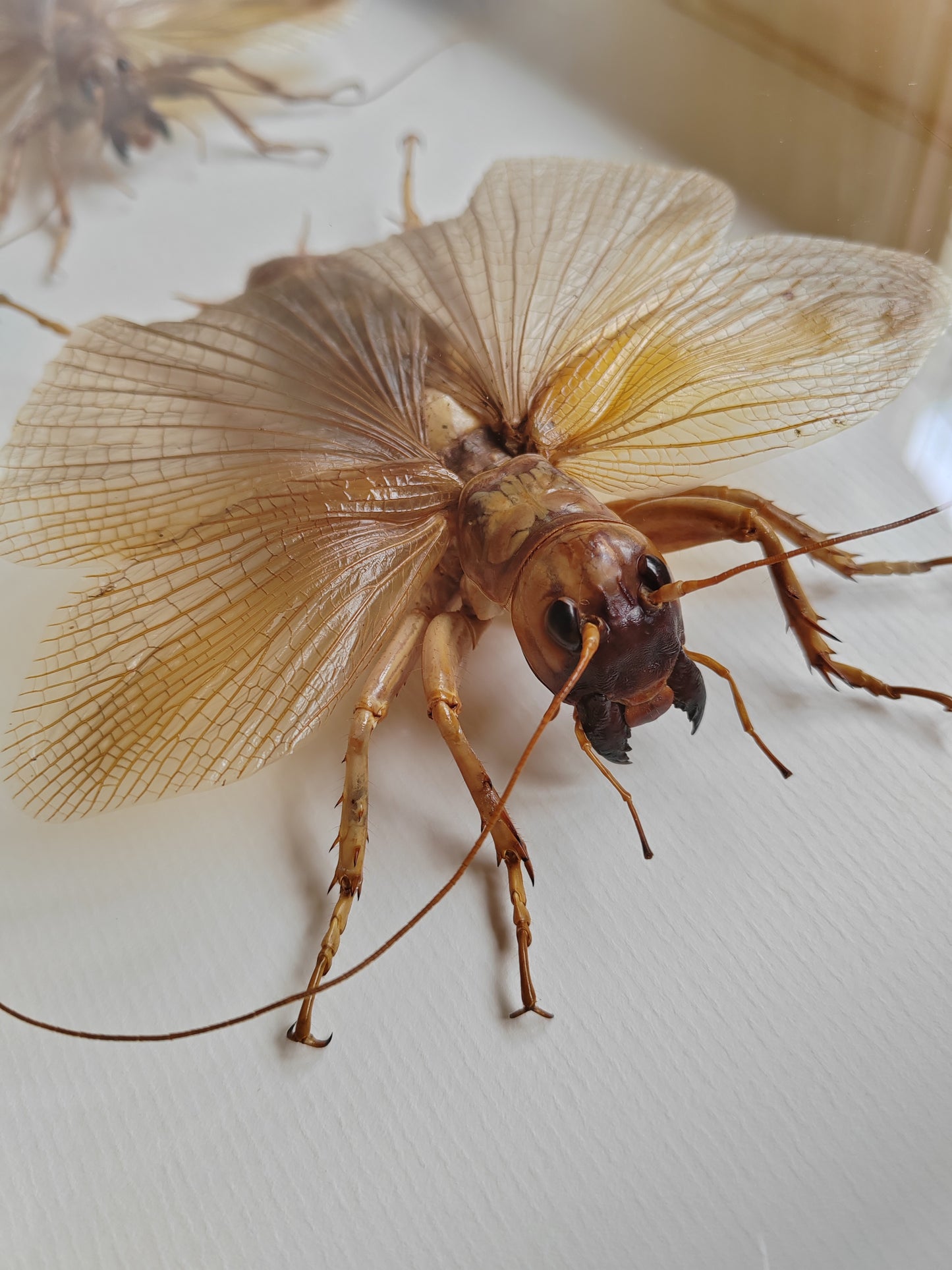 Sia ferox - Bulldog Raspy Cricket, real framed specimens male & female pair