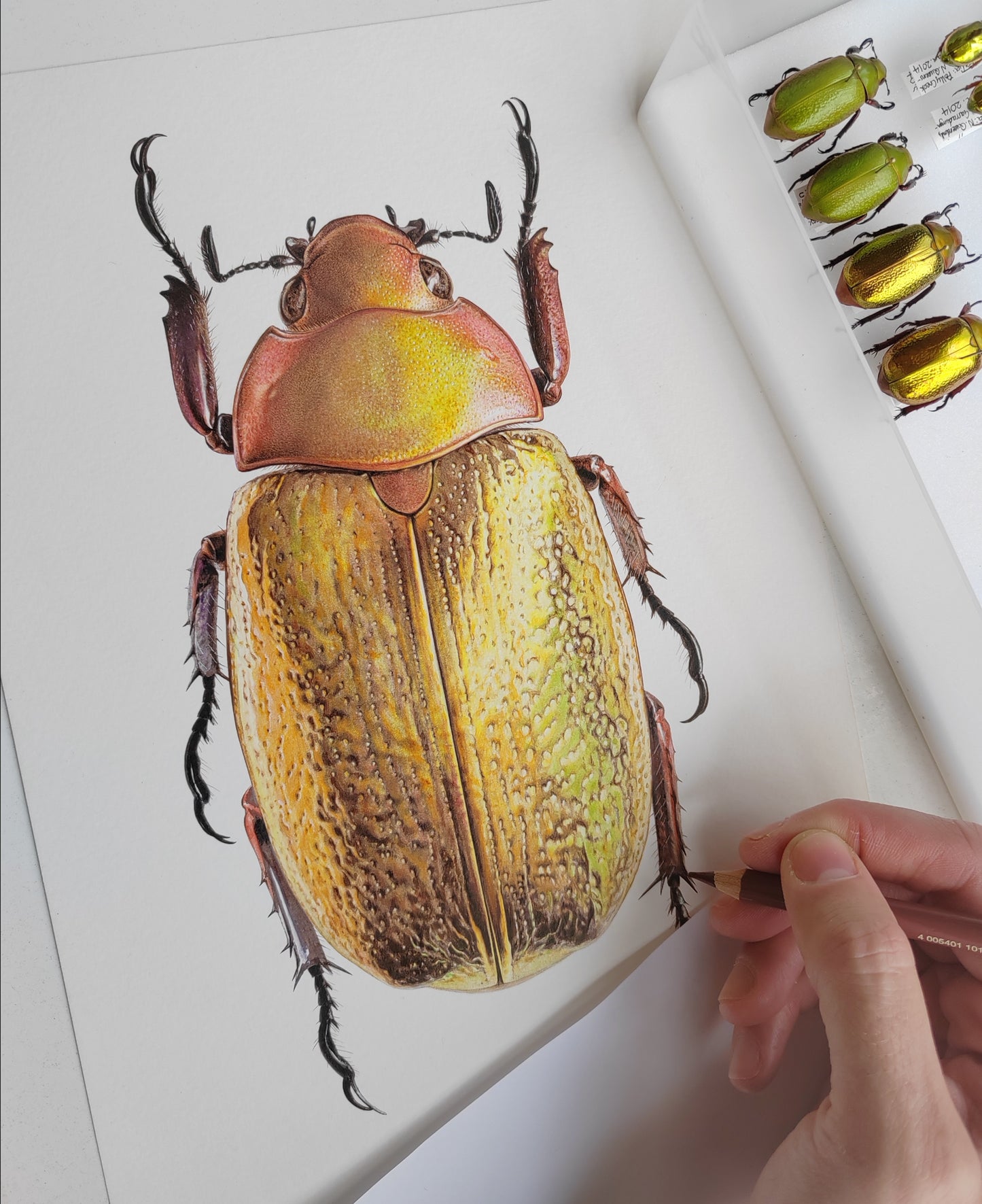 Chrysina boucardi, Gold form Jewel Scarab, A4 size limited edition art print