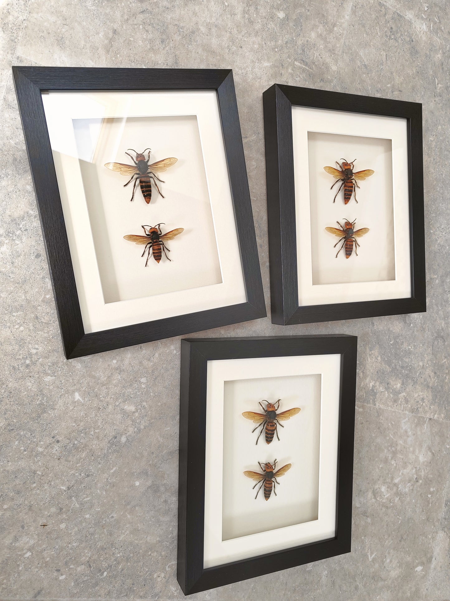 Vespa mandarinia, Giant Asian Hornet - real Queen and Worker framed specimens