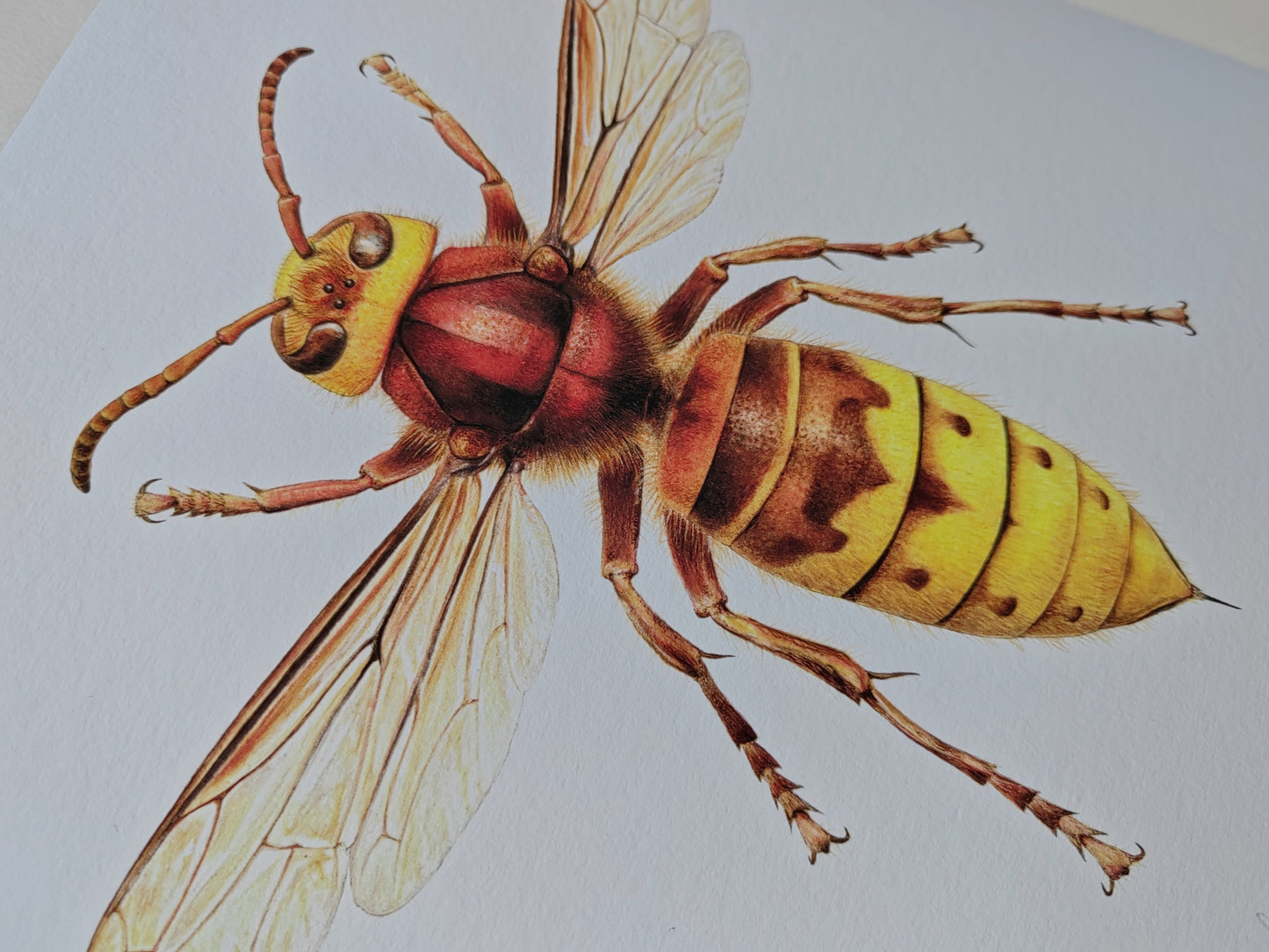 Hornet, Vespa crabro, Queen, A4 size limited edition art print