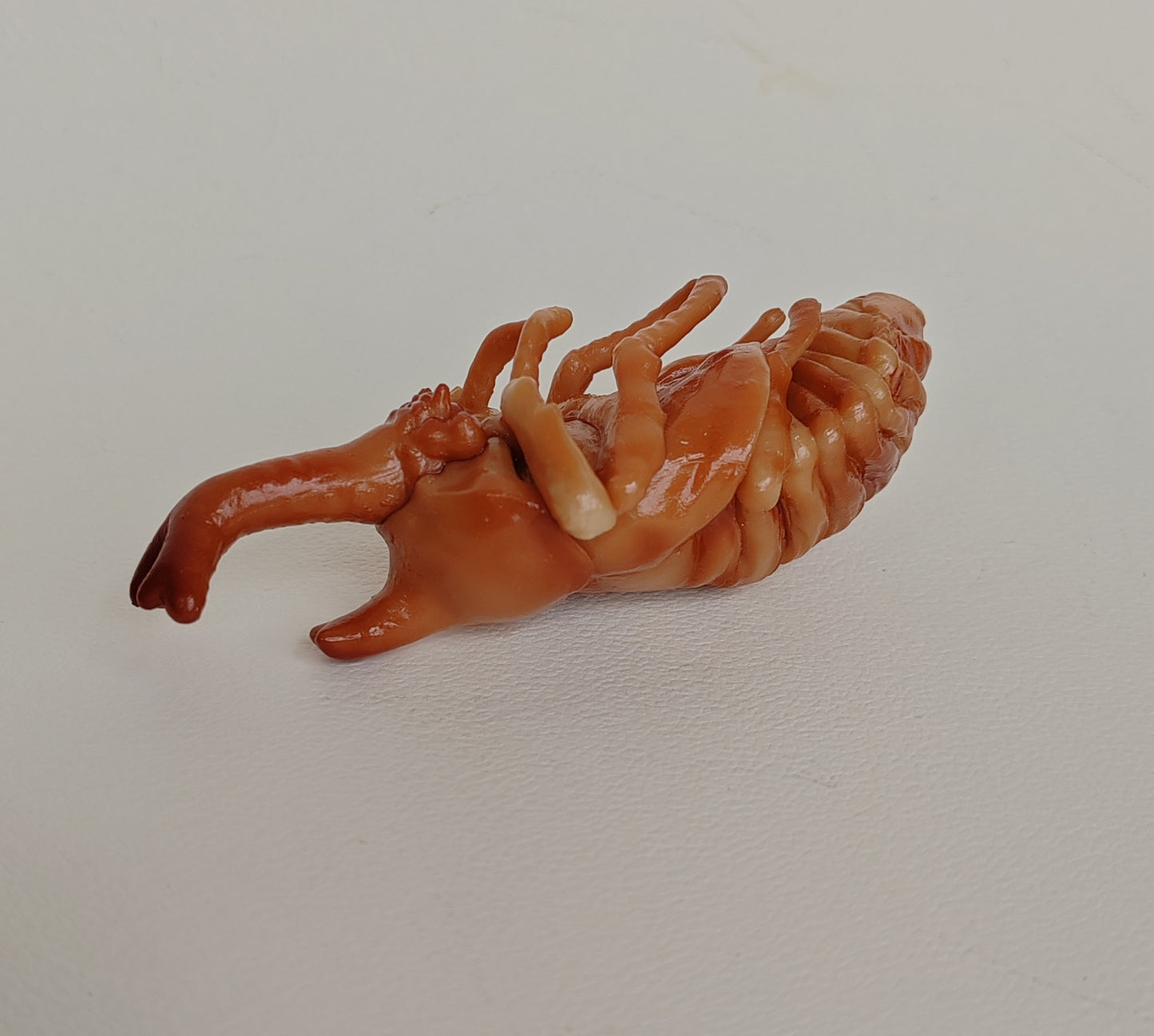 Beetle pupa model - Trypoxylus dichotomous