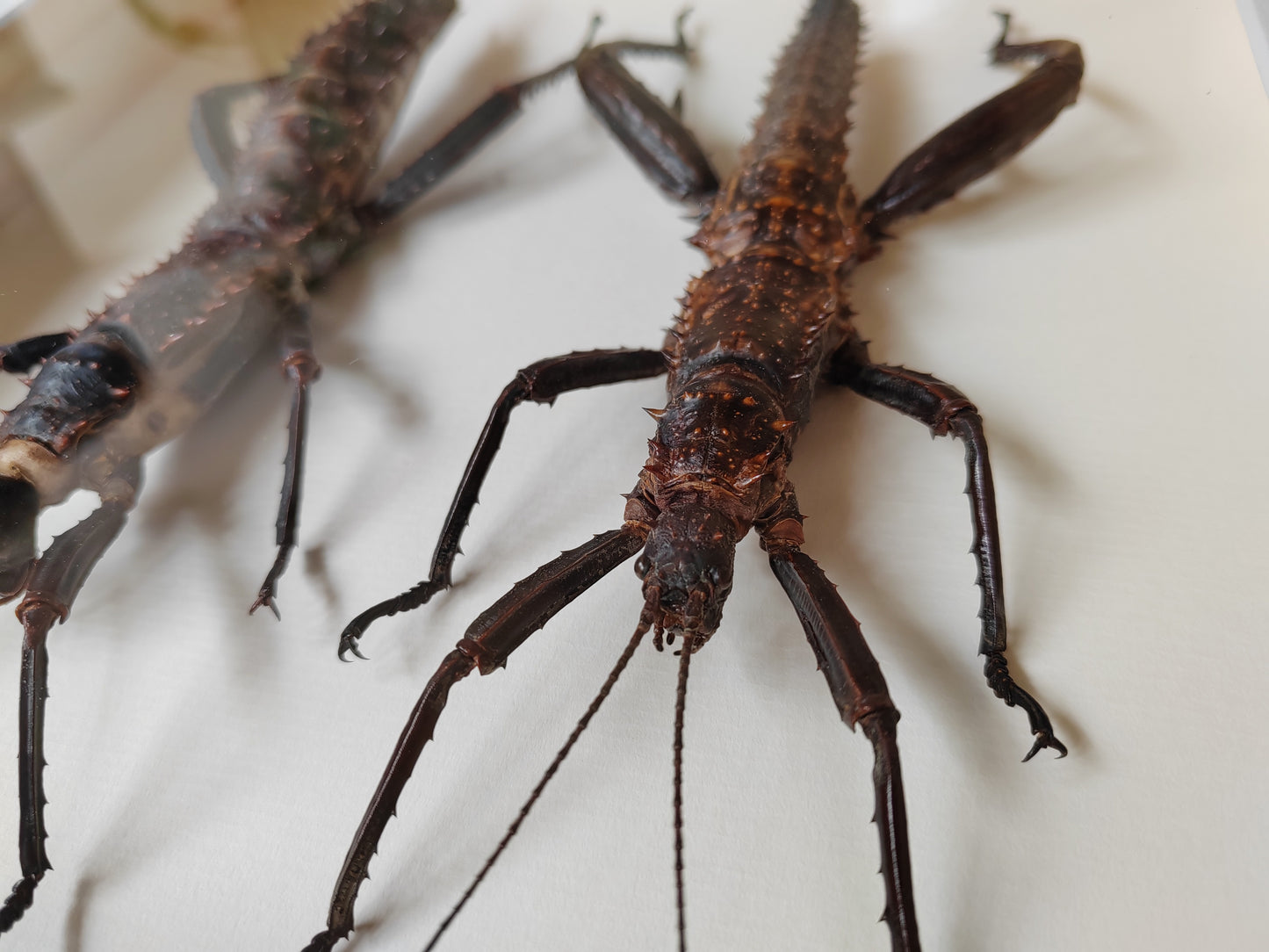 Framed Eurycantha horrida male & female XL real specimens
