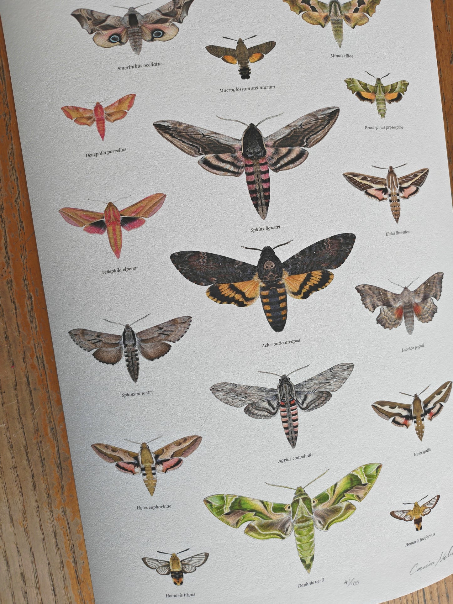 British Hawkmoths Lifesize, A3 size limited edition art print
