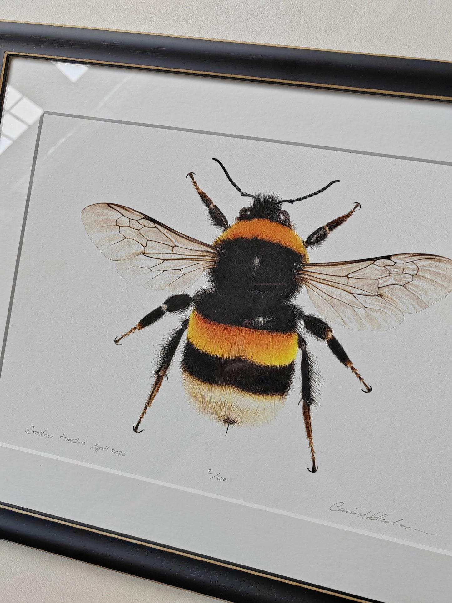 Bombus terrestris Queen Buff-tailed Bumblebee framed limited edition art print