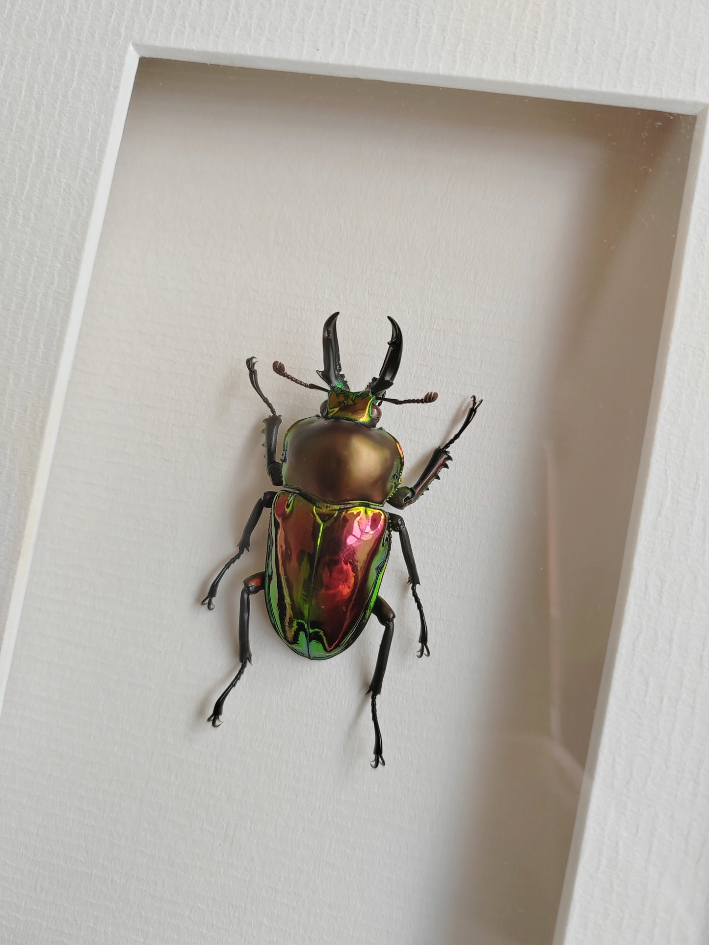 Red form Phalacrognathus muelleri, real specimen, rainbow stag beetle