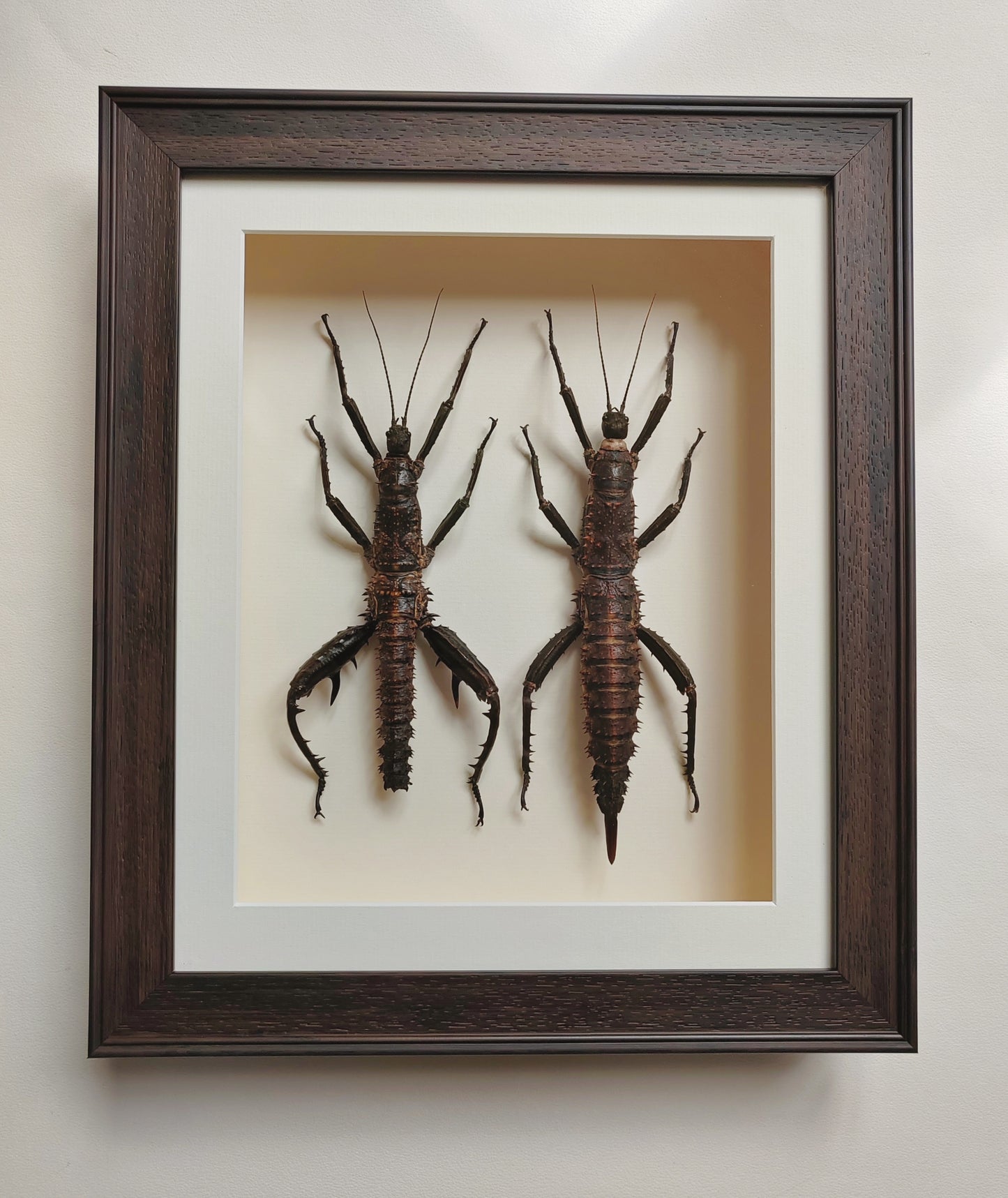 Framed Eurycantha horrida male & female XL real specimens