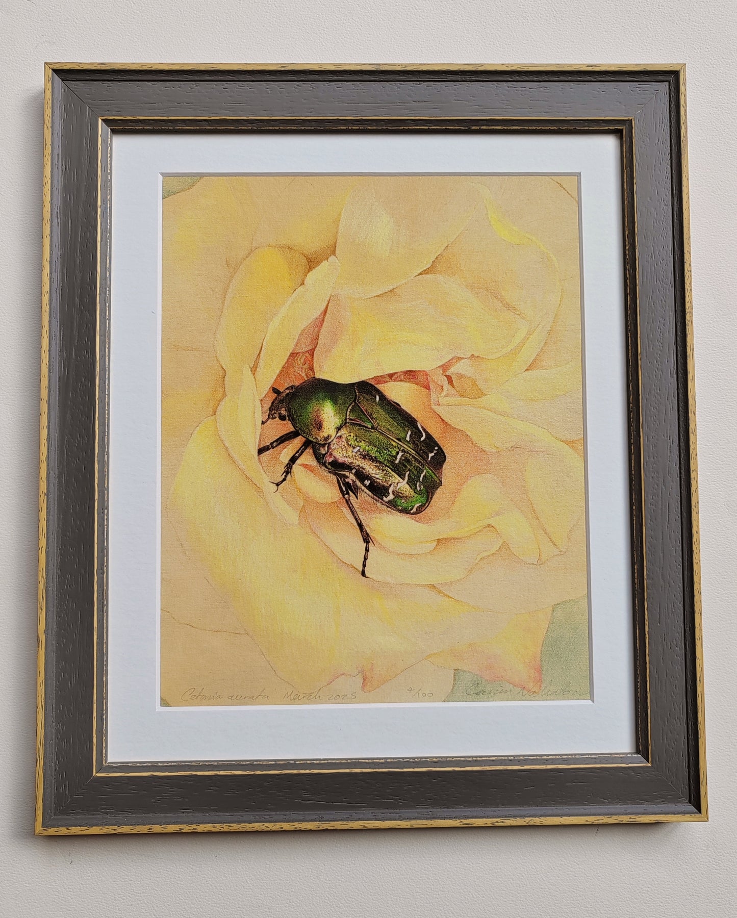 Cetonia aurata, Rose Chafer, framed limited edition art print