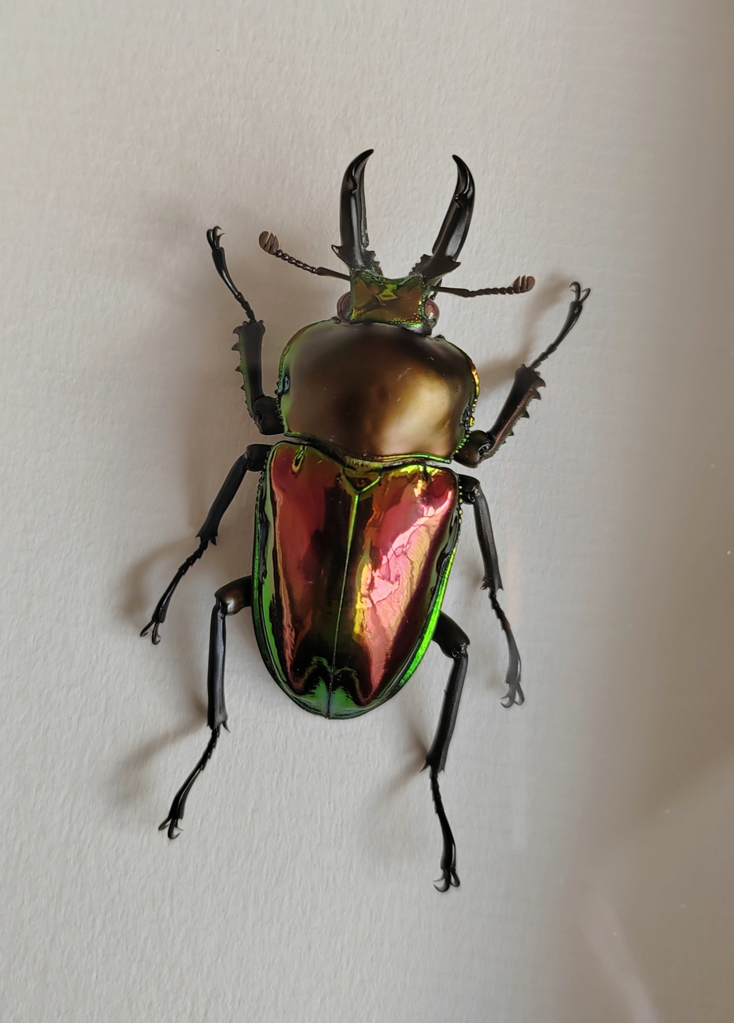 Red form Phalacrognathus muelleri, real specimen, rainbow stag beetle