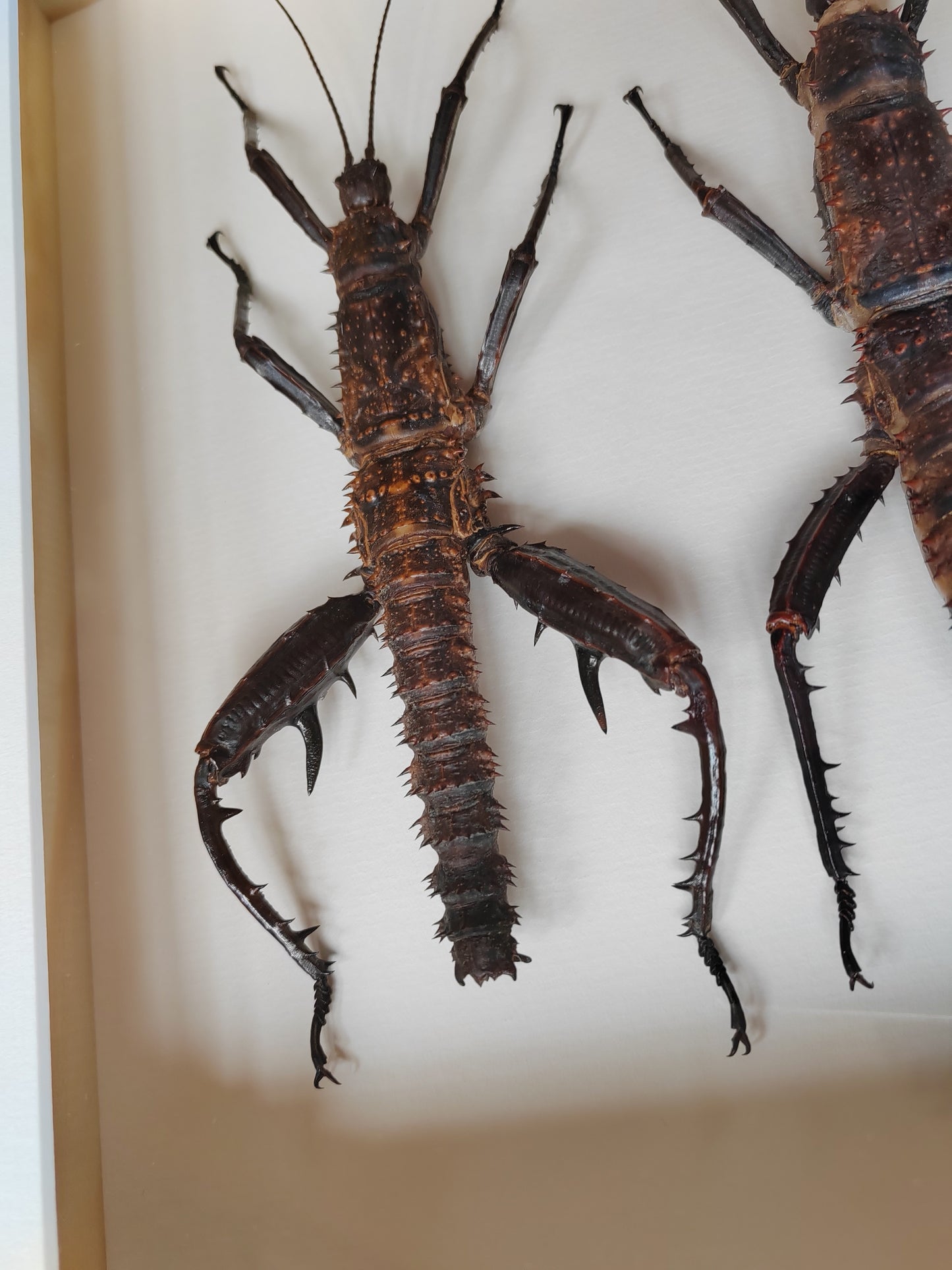 Framed Eurycantha horrida male & female XL real specimens