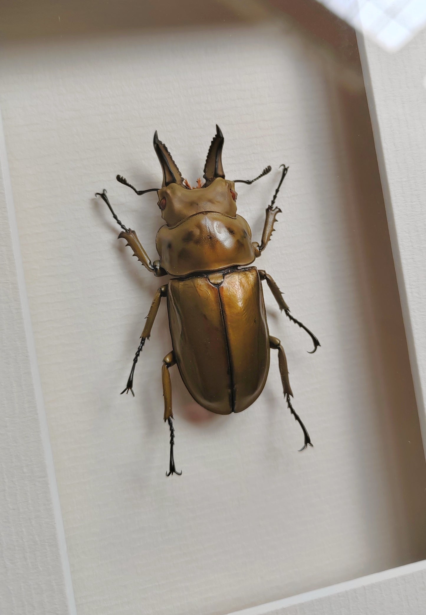 Allotopus rosenbergi, Golden Stag Beetle, male. Real framed specimen