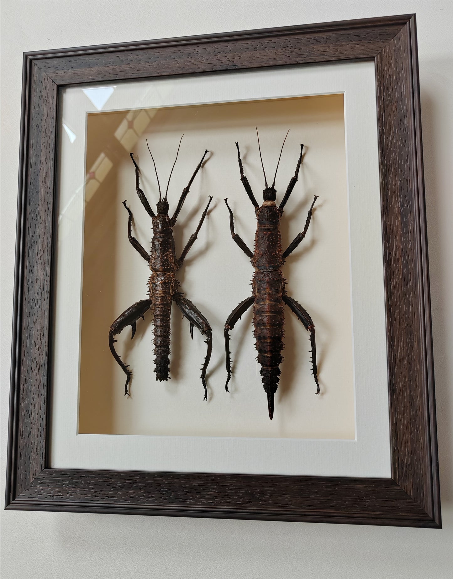 Framed Eurycantha horrida male & female XL real specimens