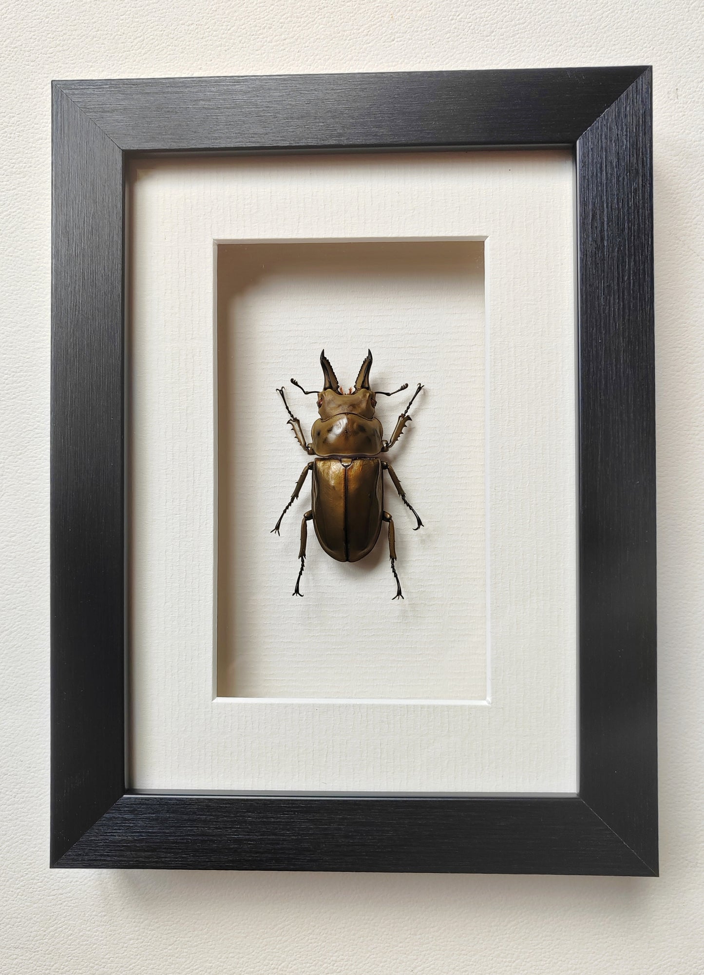 Allotopus rosenbergi, Golden Stag Beetle, male. Real framed specimen