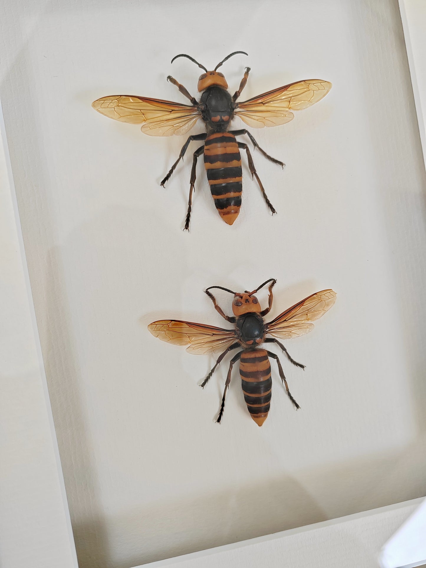 Vespa mandarinia, Giant Asian Hornet - real Queen and Worker framed specimens