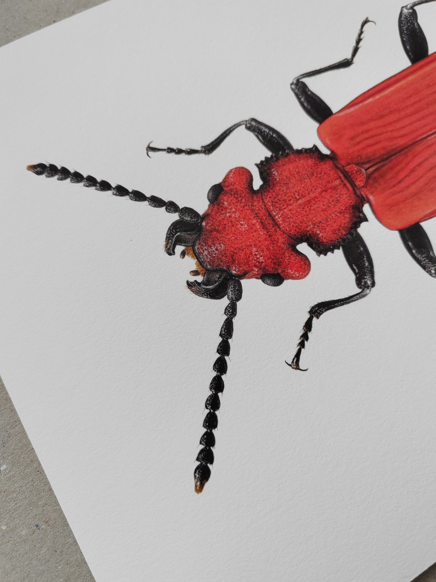 Cucujus cinnaberinus, flat bark beetle A4 size limited edition art print