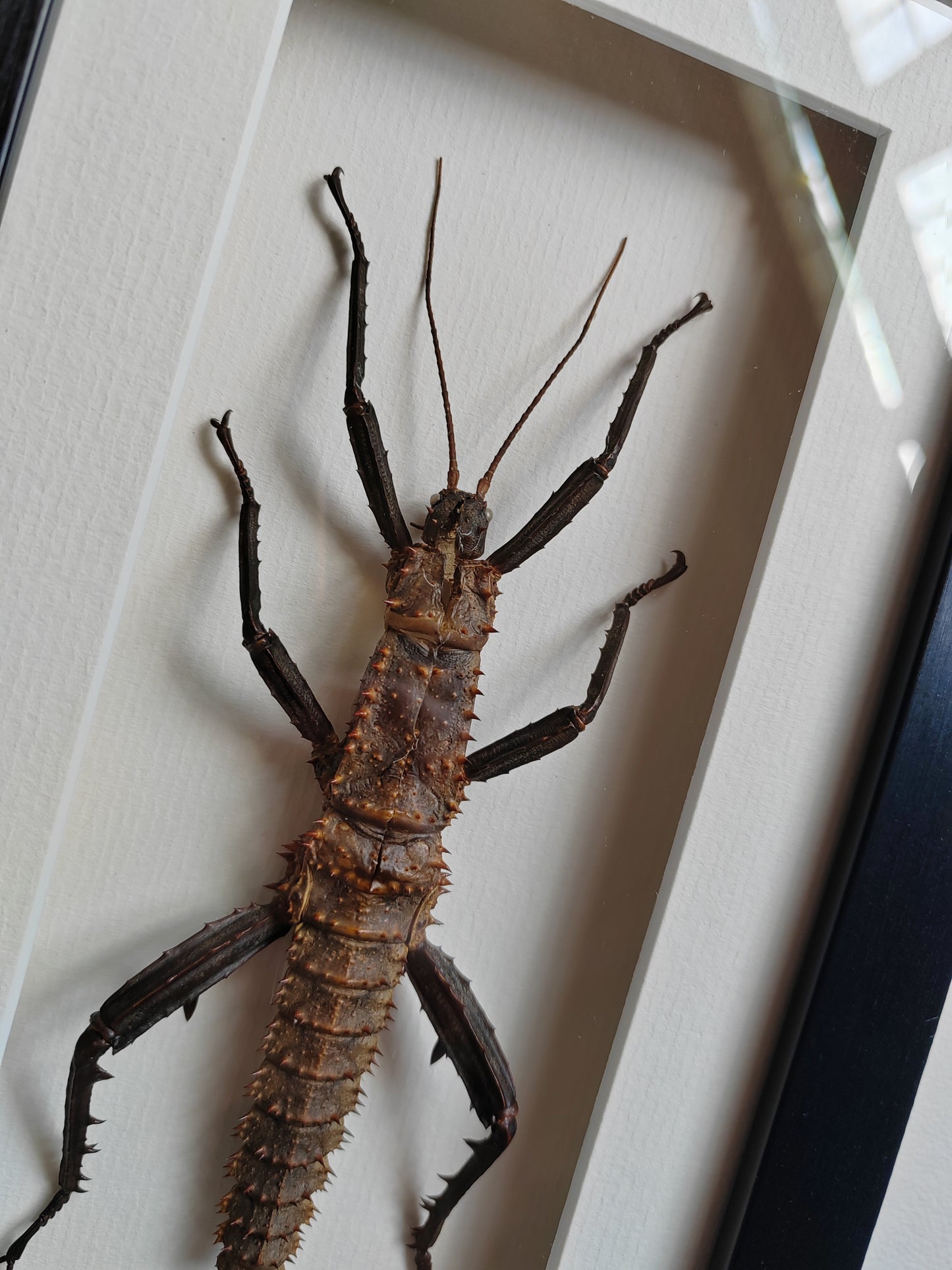 Framed Moult from Male Eurycantha horrida