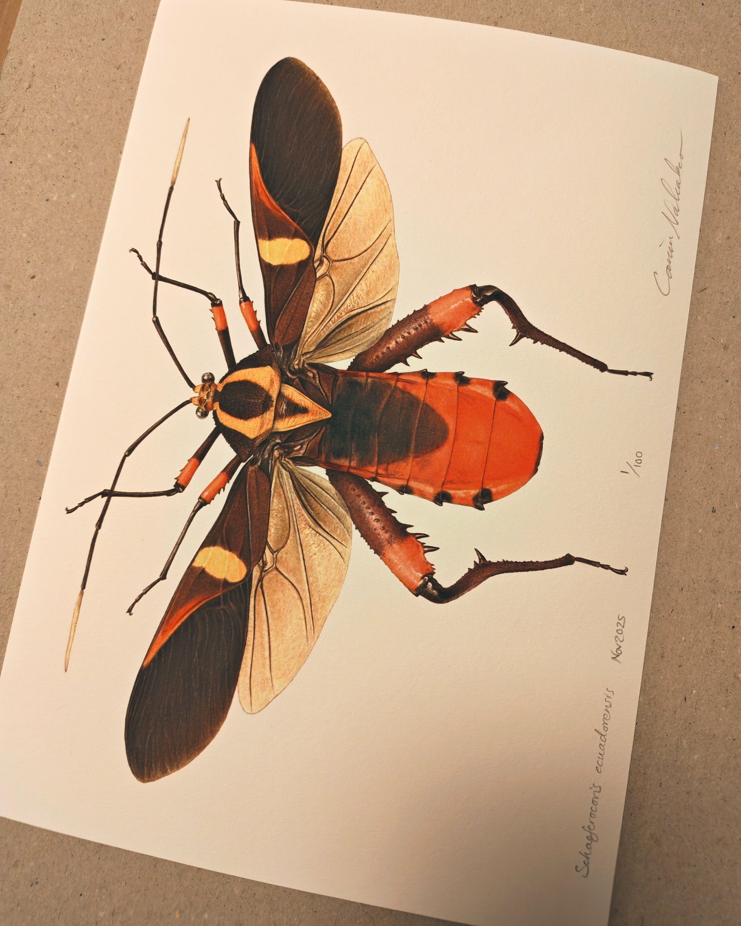 Schaeferocoris ecuadorensis limited edition art print A4 size