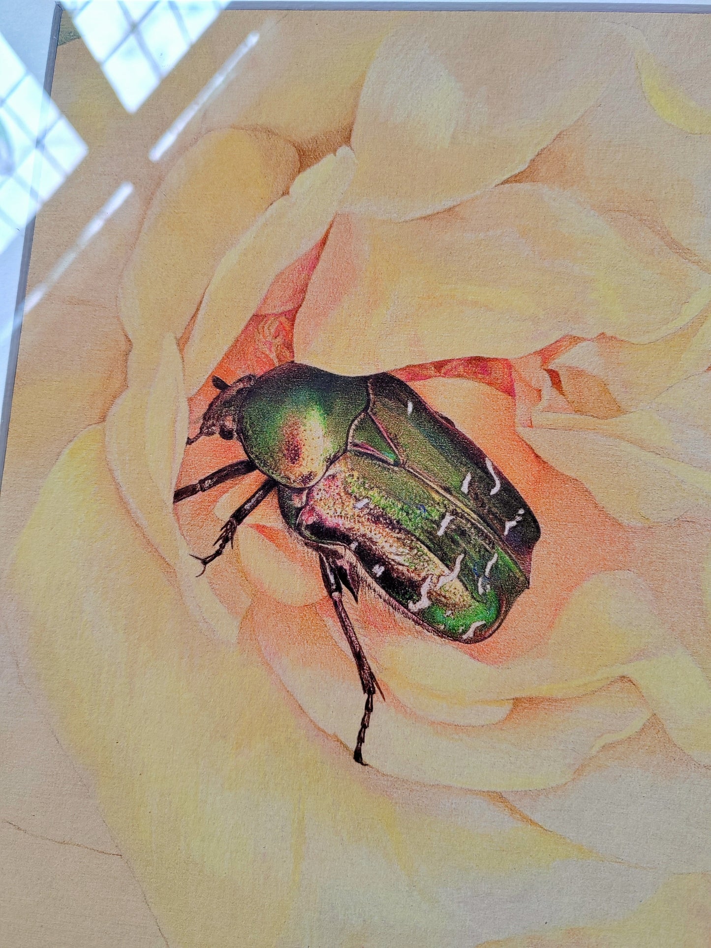 Cetonia aurata, Rose Chafer, framed limited edition art print