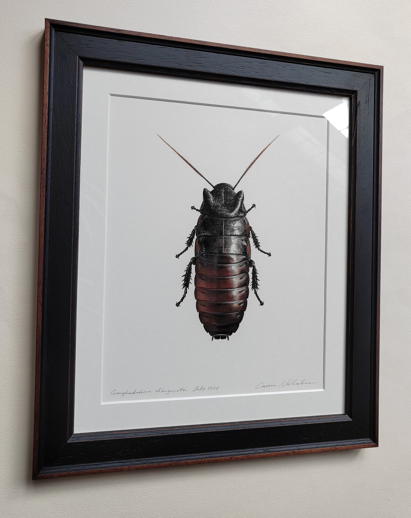 Framed Original Artwork - Gromphadorhina oblongonota, Wide Horn Hissing Cockroach