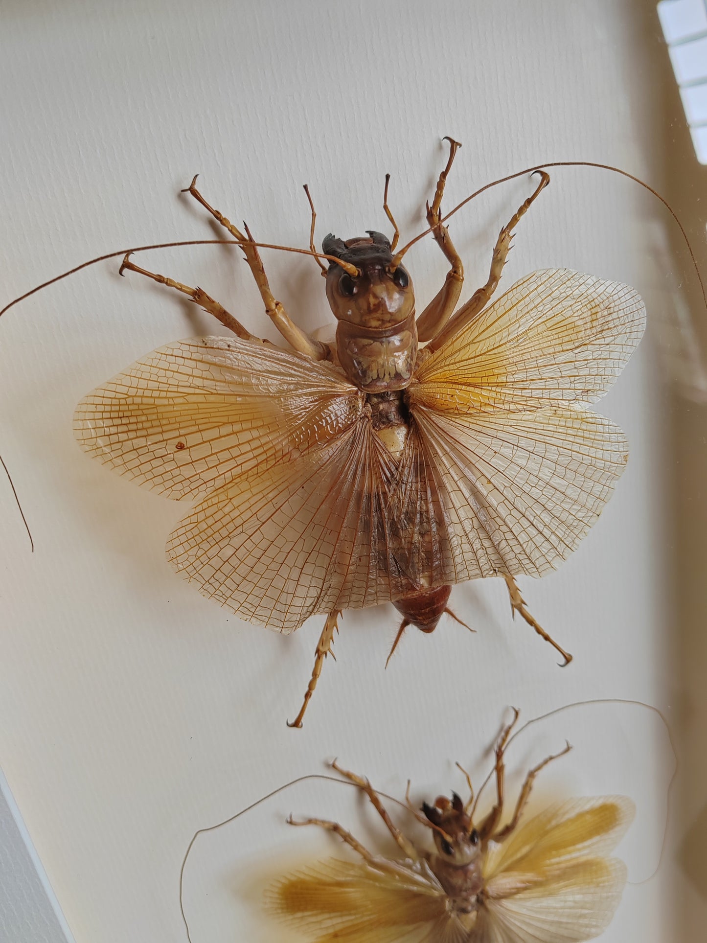 Sia ferox - Bulldog Raspy Cricket, real framed specimens male & female pair