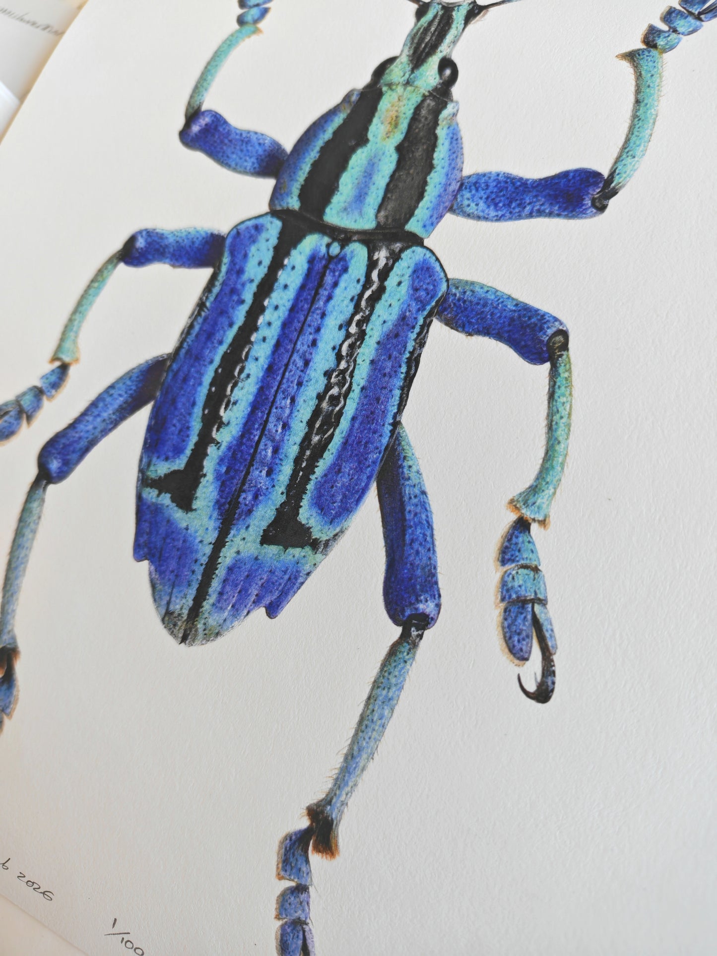 Eupholus bennetti, Blue Weevil limited edition art print