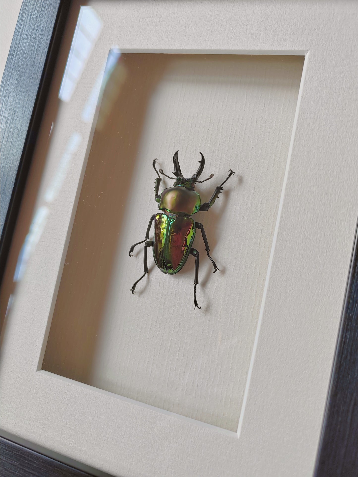 Phalacrognathus muelleri male, real framed specimen
